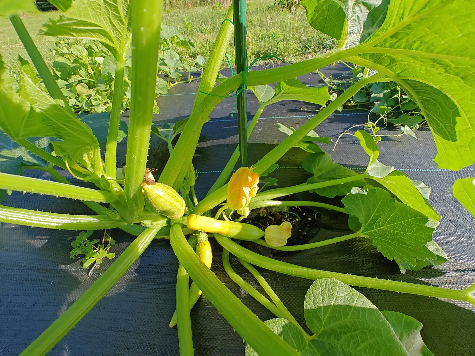 A Zephyr squash on 9 July, one young fruit buttery yellow at the stem end and breaking abruptly to pale green at the tip with its spent flower still stuck there — the ridged prickled stalks radiating out around it like spokes under strong low side light.