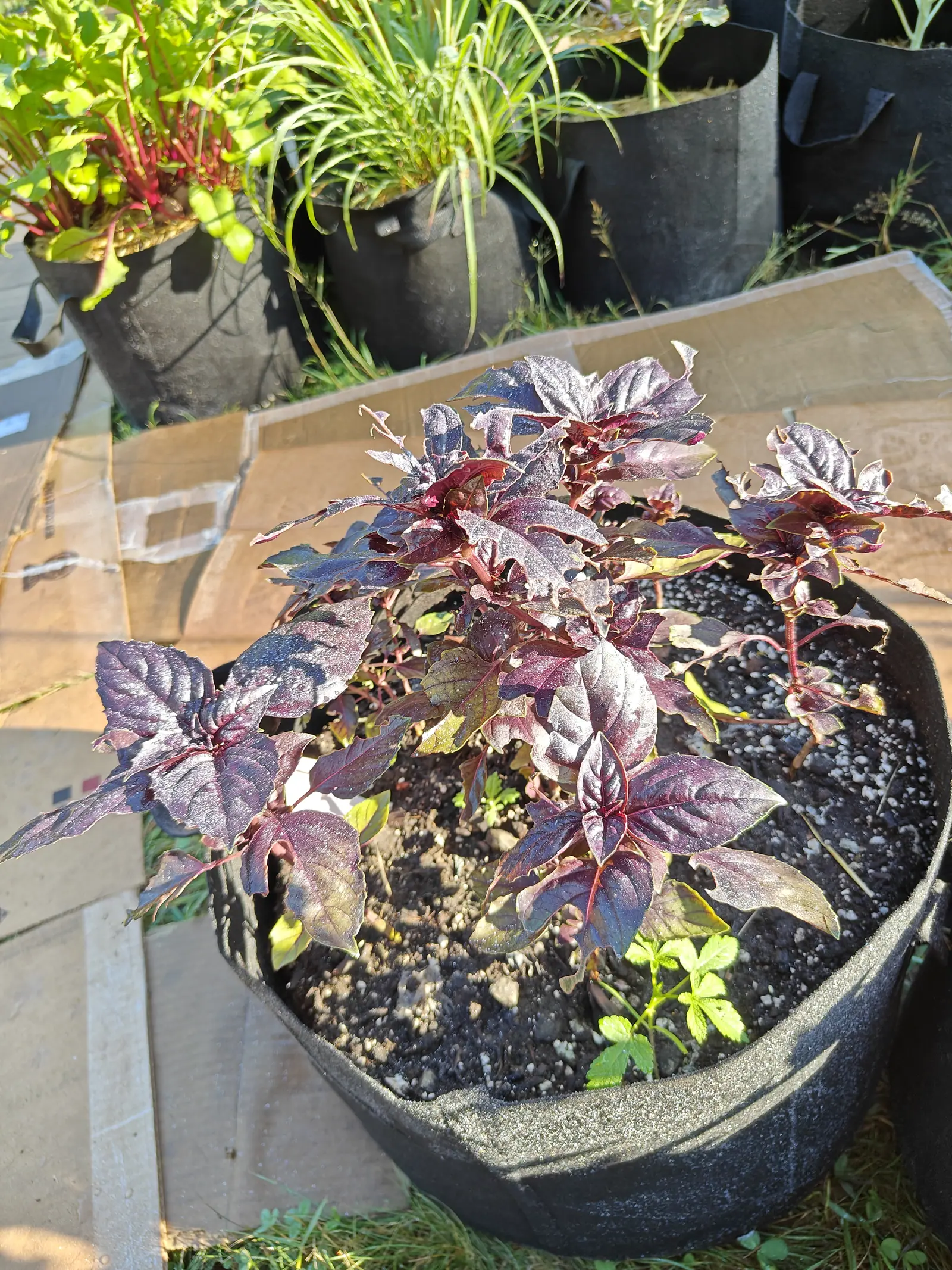 Purple Petra basil on 9 July, near black-purple through leaf, stem and midrib alike, each opposite pair of leaves set square across the pair above it and every blade quilted and sunken between the veins — a few still bronze-green — in hard low sun.