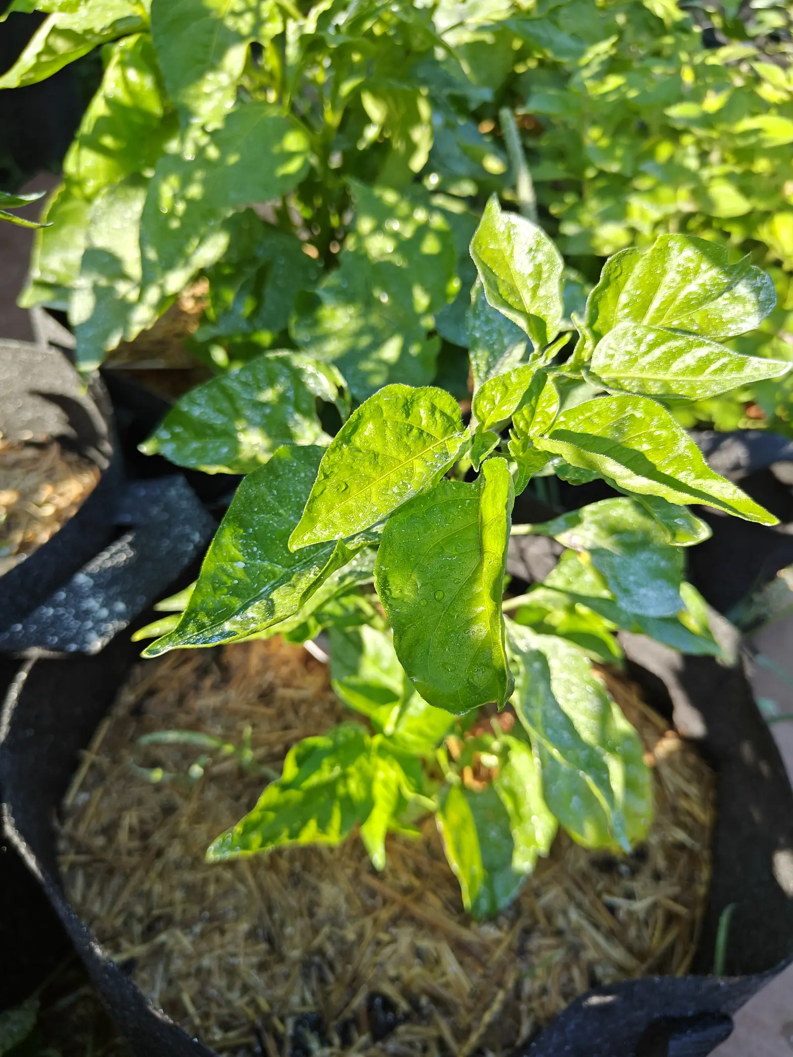 An Armageddon pepper on 9 July seen from straight above, its twenty-odd leaves quilted and cupped between the veins and split by the low sun into deep bottle green in the shade and pale yellow-green where the light lands, water standing on all of them.