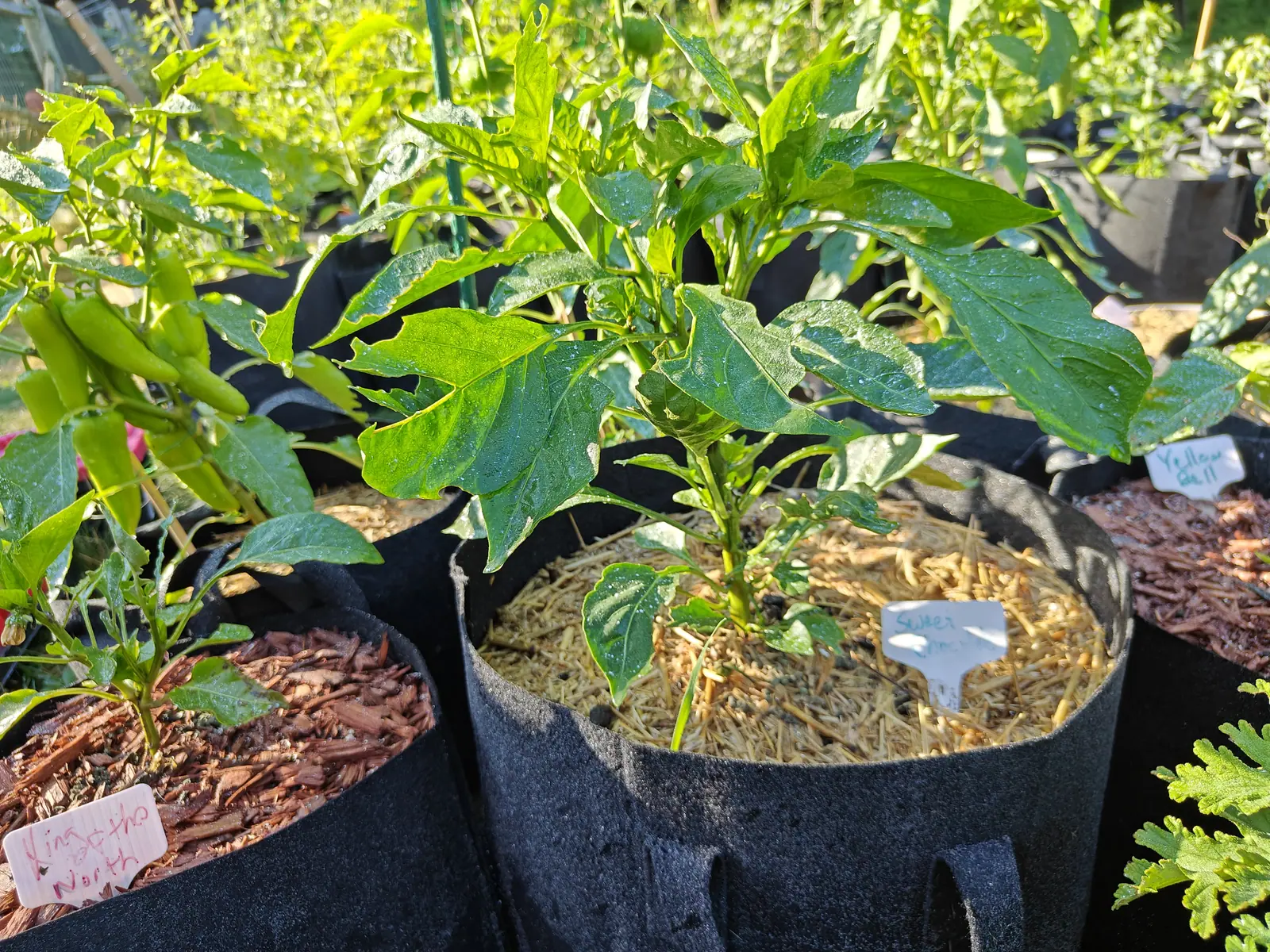 A Sweet Chocolate pepper eaten into a false shape on 9 July, bites taken clean out of the leaf margins until each blade reads as deeply lobed while the tissue between stays untouched — the plant alongside holding pale green fruit pointing up and out.
