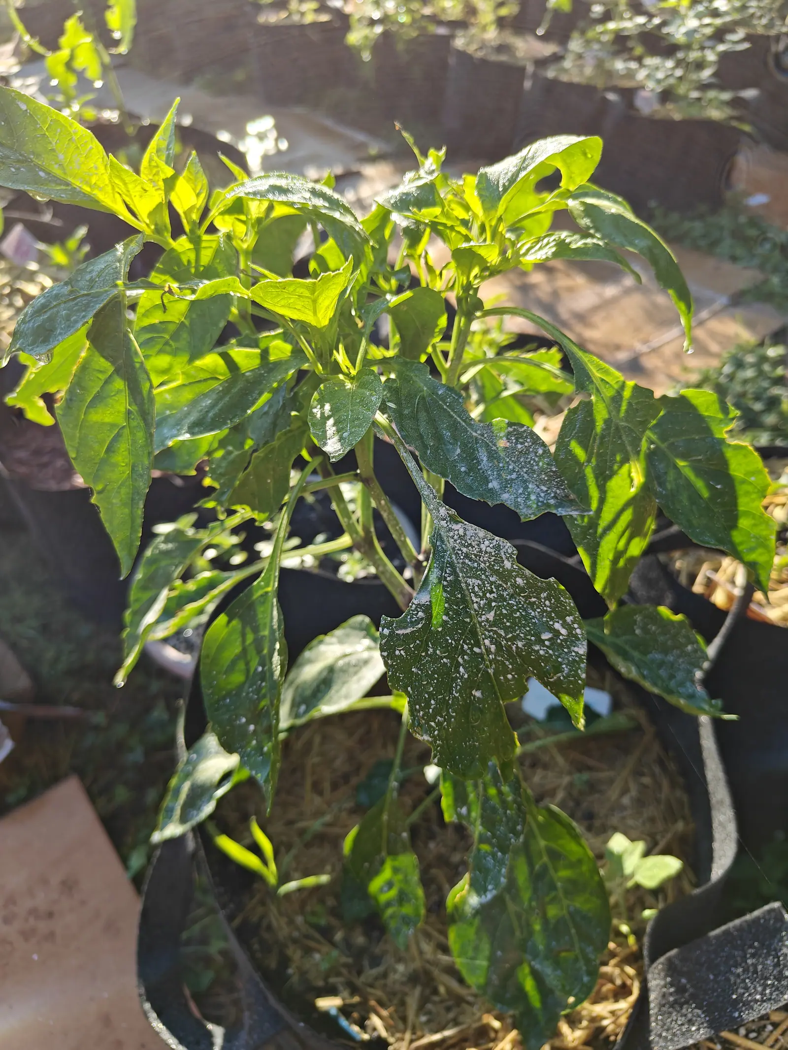 A Gatherer's Gold pepper on 9 July under a dusting of kaolin clay, the chalky white sitting on top of the blades in uneven droplets and splash-shaped runs among clear beads of water — bottle green in the shade below, yellow-green where hard sun hits the tips.