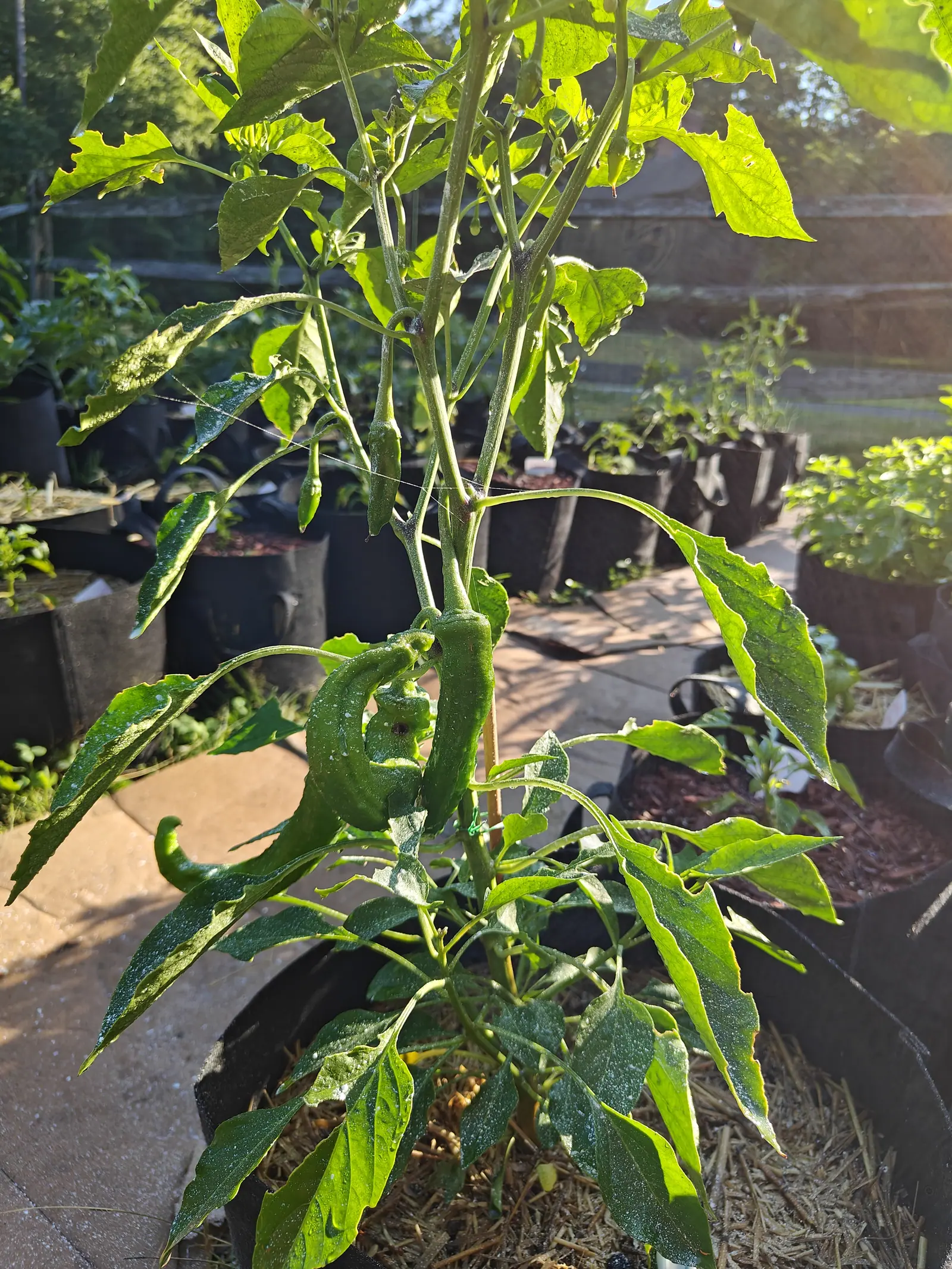 A Ristra Cayenne pepper on 9 July shot into the morning sun so the upper leaves glow through — six matte green pods hanging beneath, the largest bent right round into a creased hook with a small brown-ringed hole bored clean through its shoulder.