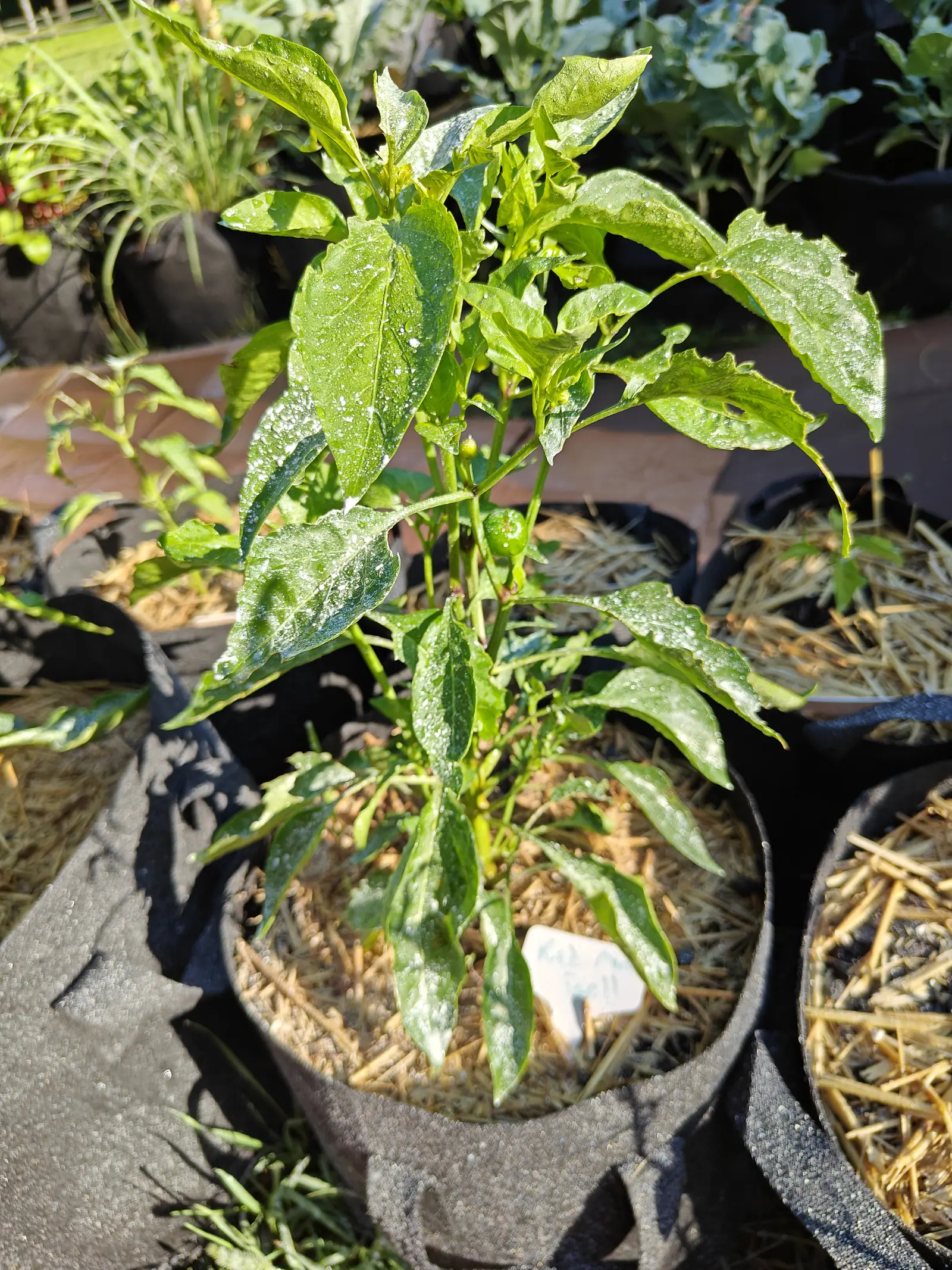 A Red Mini Bell pepper setting its first fruit on 9 July — one squat green globe under its calyx, the top flattened around a small dry style scar, an unopened bud on a thread of a stalk just above it, and kaolin lying in white flecks across the leaves.