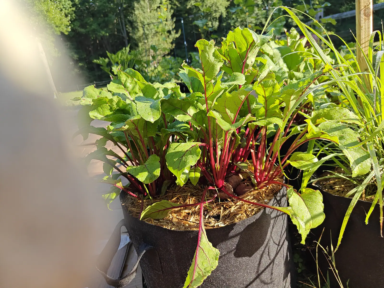 Beets on 9 July, eight crowns shoulder to shoulder, crimson running the length of every stalk and out along each side vein of the blistered blades — three or four root shoulders already standing proud and finely ringed, in early sun against dark trees.