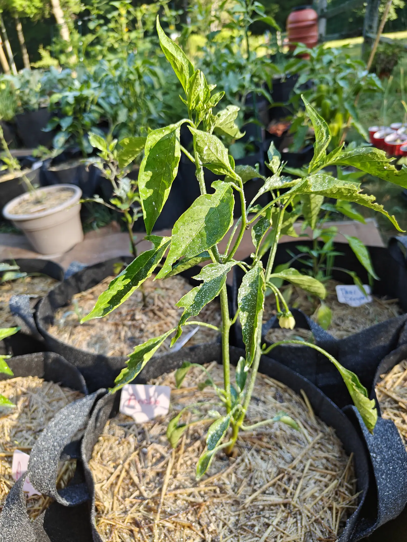 An Ancho pepper on 9 July, its leaves chewed into deep scallops until the outline is ragged and dusted over with kaolin white — one flower hanging pendant from a thin curved stalk, creamy petals pointing straight down, a bud waiting on the same branch.