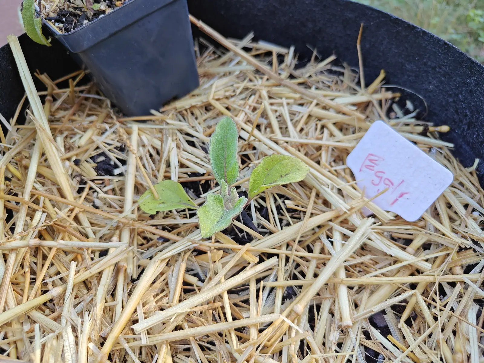 A Ping Tung Long eggplant on 9 July, five leaves and no stem to speak of, sitting flat among straw stems that dwarf it — each dull gray-green blade wavy-lobed and felted white with hairs that light up along every edge, veins and new growth washed purple.