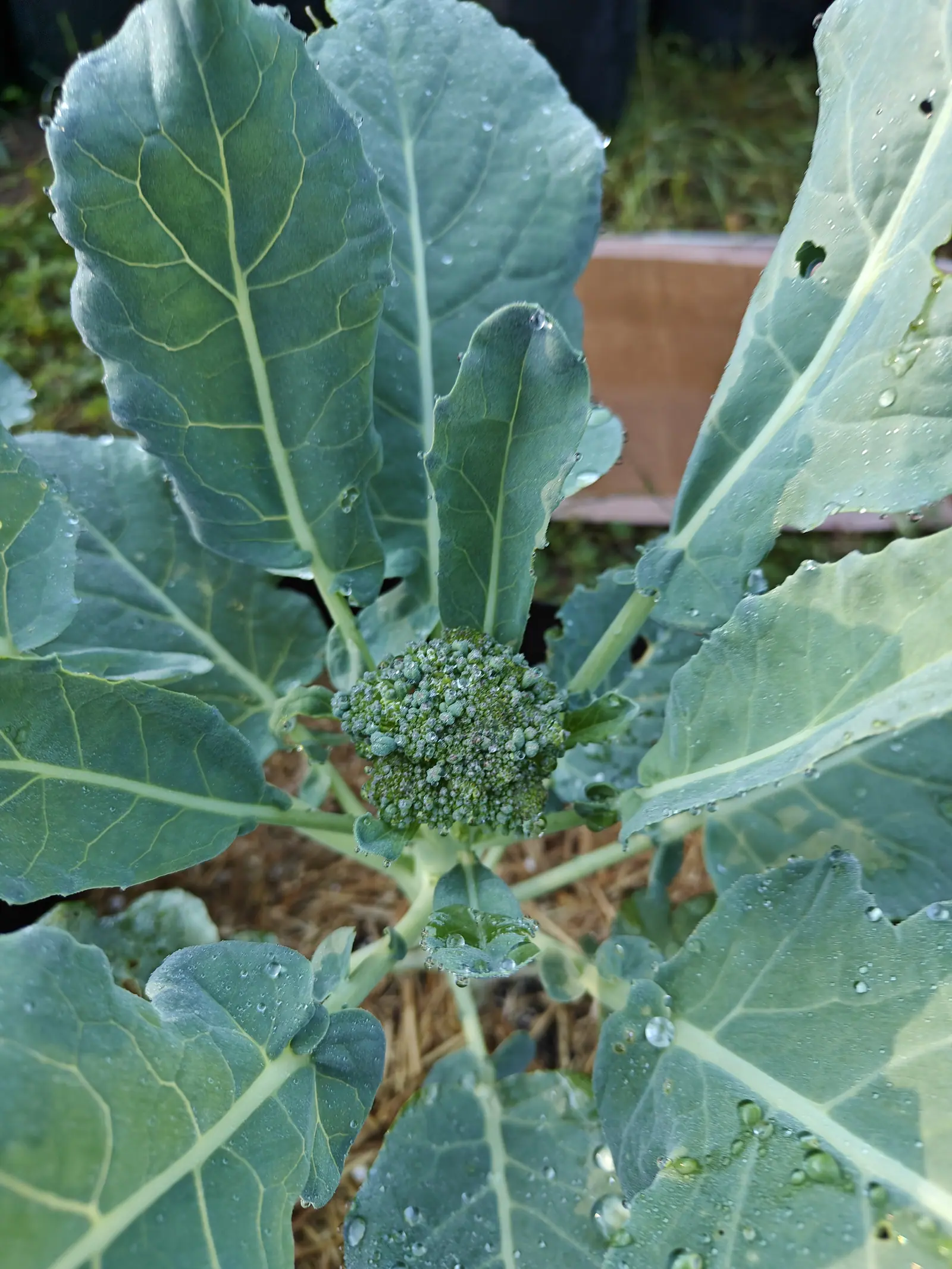 Green Magic broccoli on 9 July, its head still tight and fine-grained at the center of the rosette with no yellow anywhere in it — the blue-gray leaves holding fine mist across their faces and fat coalesced drops down each ivory midrib, in soft flat light.