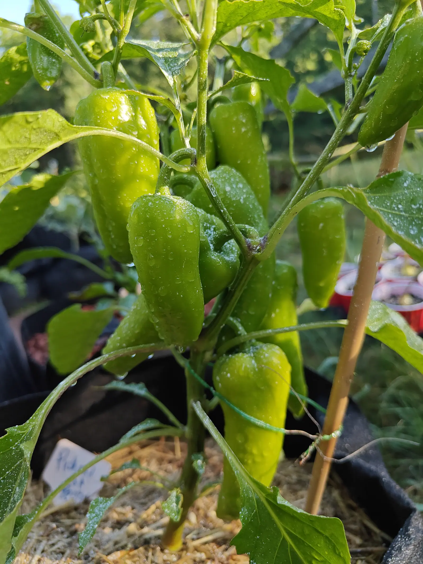 Pick-N-Pop Yellow peppers on 9 July, seven of them hanging singly from the leaf axils, each a blocky cone widest at its flared calyx and tapering to a blunt tip — mid-green in the shade, warming toward yellow where the slanting early sun reaches the lowest.