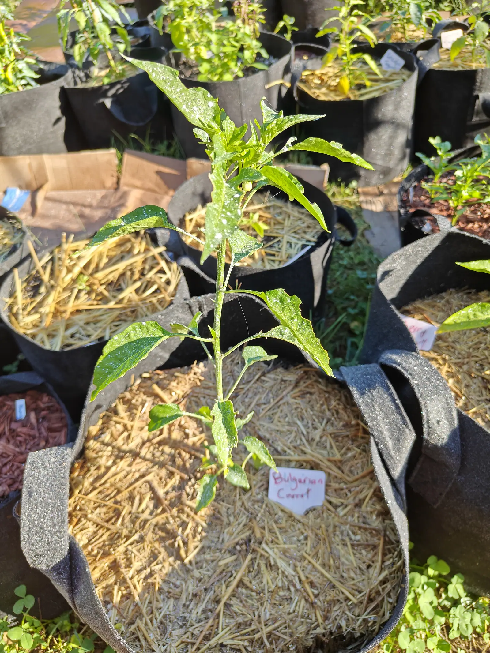 A Bulgarian Carrot pepper on 9 July, one thin upright stem and a single cream-white bud hanging at the node just below its tip, no fruit set yet — the white speckling over the leaves nothing but sun caught in standing dew, gossamer strung across the frame.