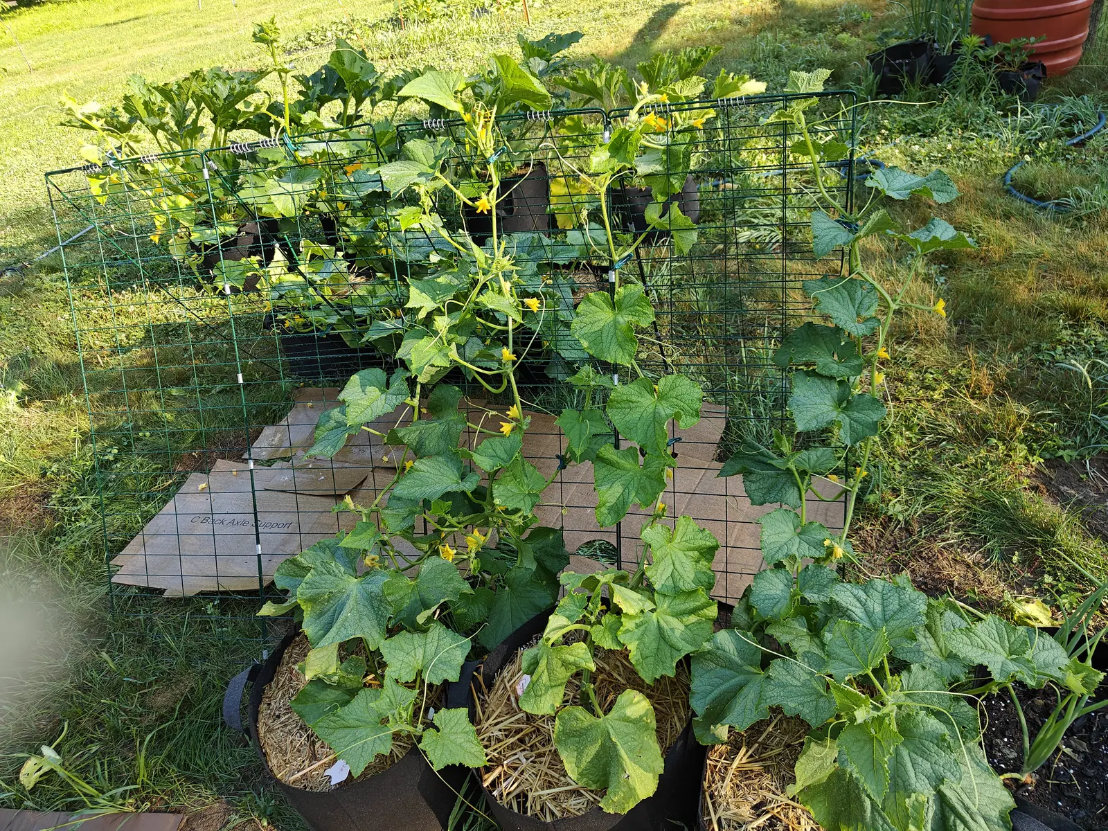 On 9 July vines run up two flat mesh panels on single unbranched tendrils, each coiled tight around the wire — angular leaves shallowly cut into pointed lobes, small yellow five-petaled flowers all along the stems, and not one fruit set anywhere.