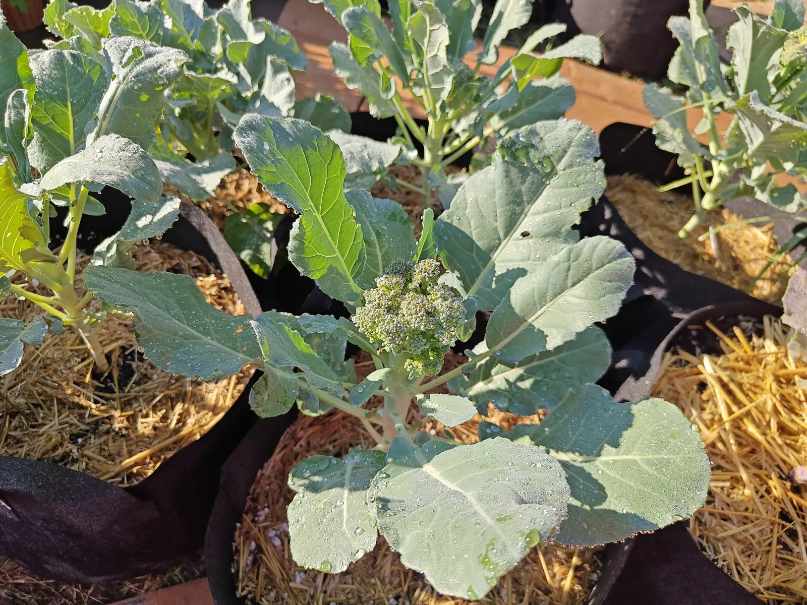 Green Magic broccoli on 9 July, its head still loose enough to count the separate bud clusters and not a petal yellowing yet — the waxy blue-gray leaves spoon-shaped and holding dew in fat beads down each ivory midrib, low sun throwing long shadows.