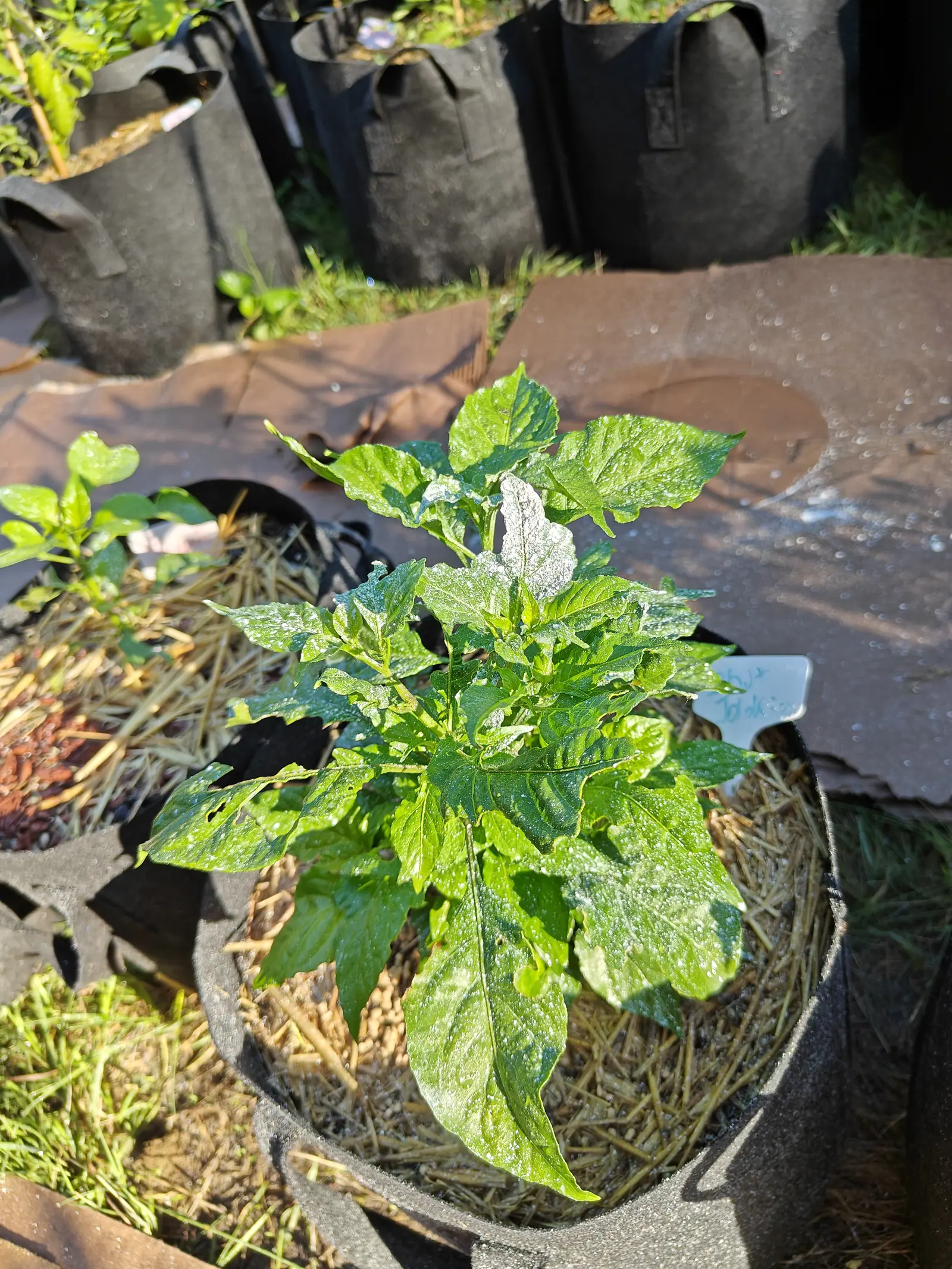 A young plant forked low into several branches on 9 July, its leaves stippled all over with round beads of dew catching a hard low sun — the same beading on the ground behind it — and one blade near the center holding a thicker opaque white film instead.