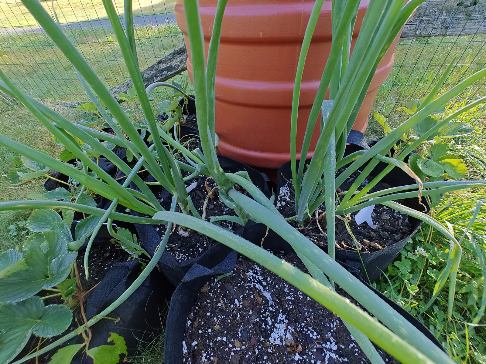 Yellow onions on 9 July, hollow blue-green tubes sprawling out in every direction with several tips dried straw-brown and kinked over — and at the base one papery bulb pushed half out of the soil, its dry outer scales already loosening, in hard low side light.