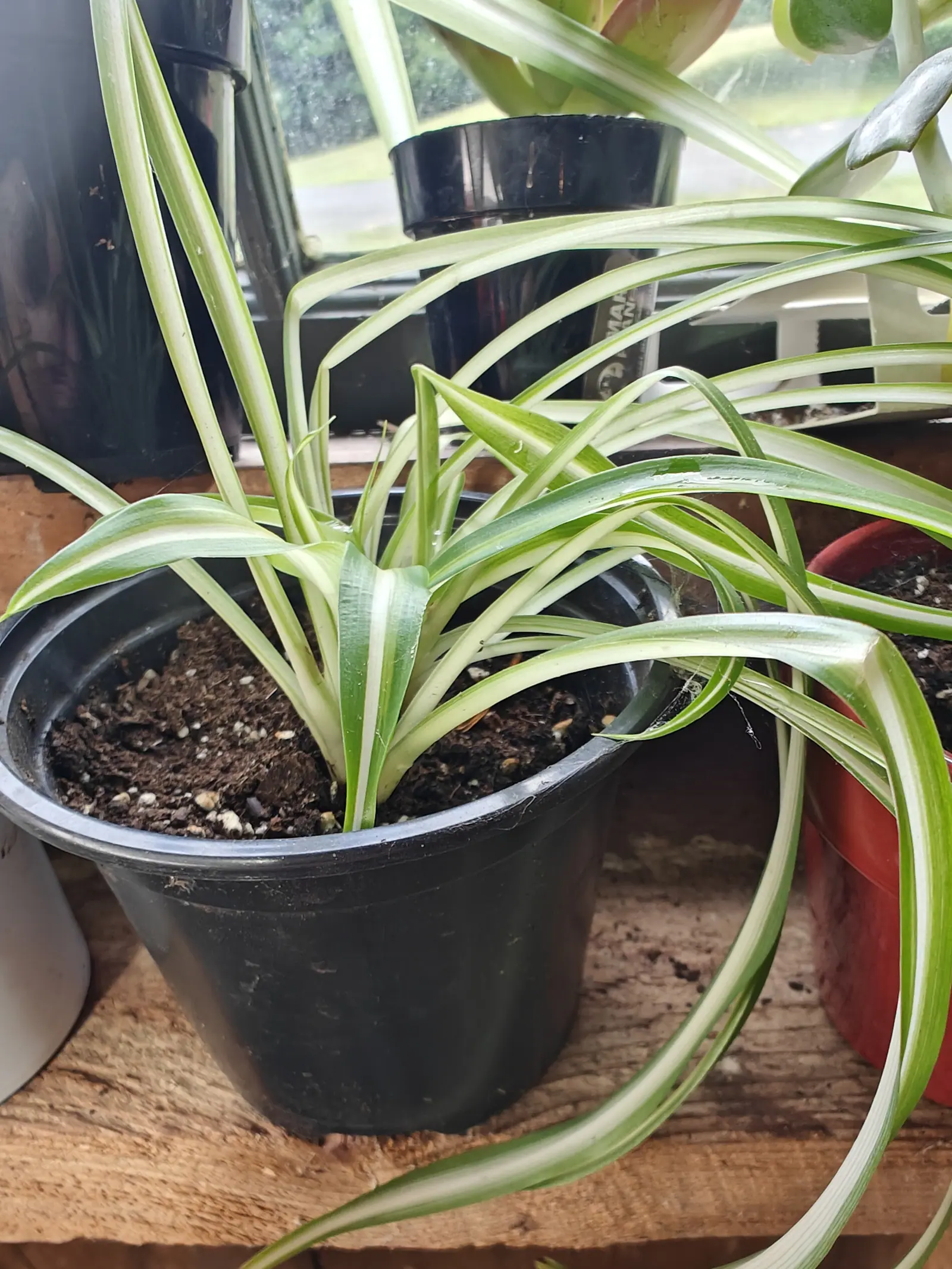 A spider plant on 9 July, under glass in flat overcast light, each strap leaf keeled down its length and banded broad creamy-white through the center with green kept to the margins, arching out over the rim, its tips dried brown, cobweb strung at the crown.