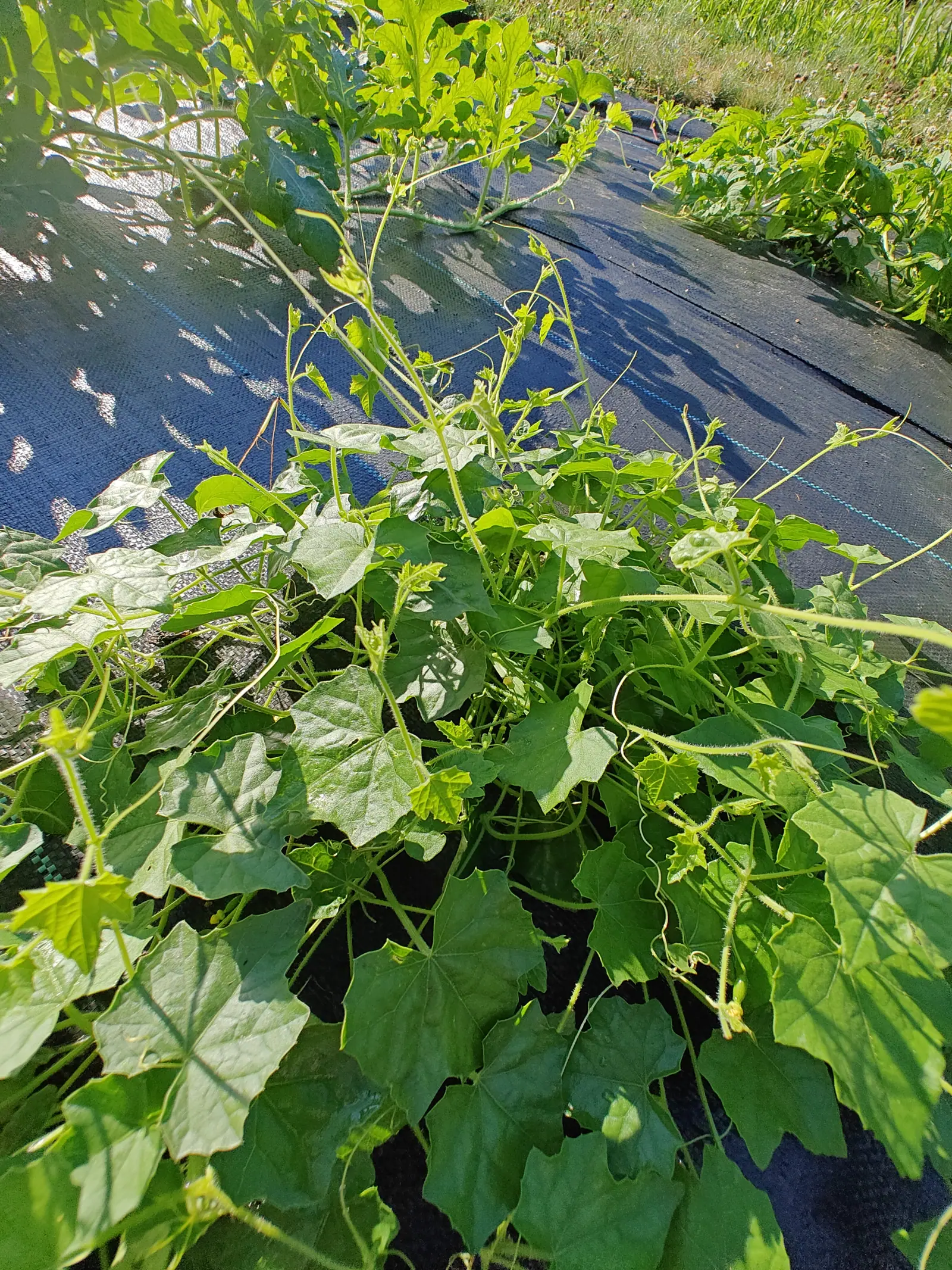 On 9 July a vine climbing over itself into a mound, bristly enough along every stem and stalk to catch the light — tendrils coiled into tight single springs, the newest leaves at the tips still pale and crinkled, hard high sun throwing crisp dappled shadow.