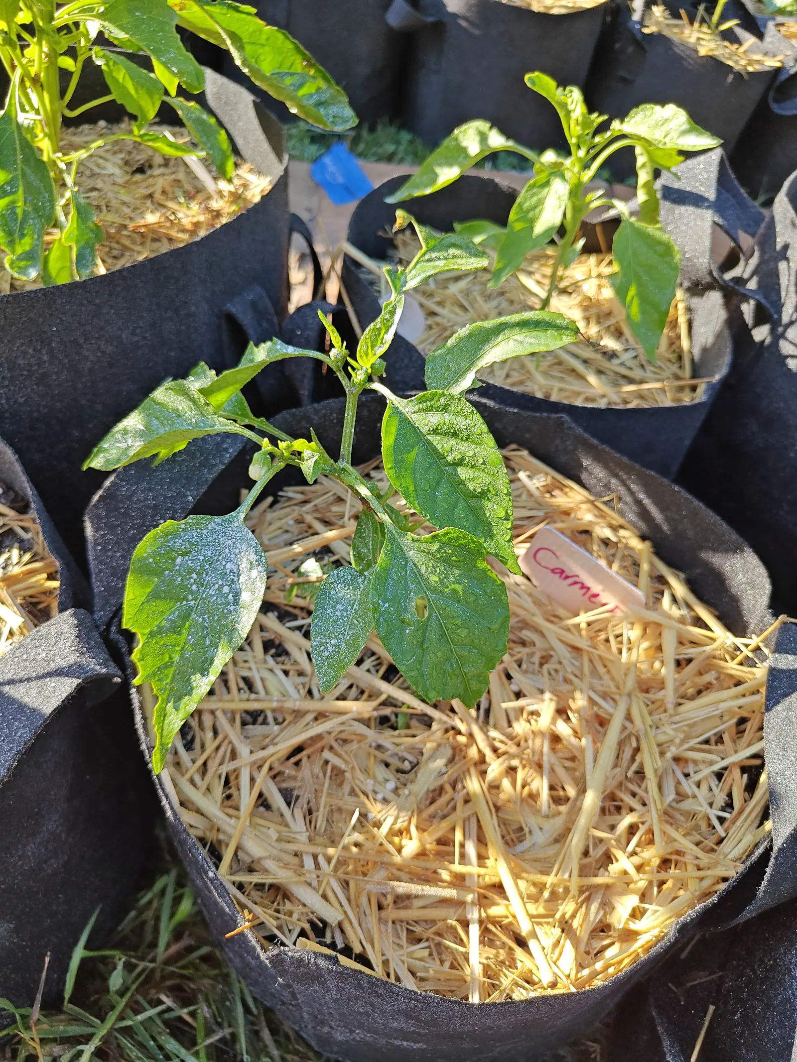 A Carmen pepper on 9 July, three flowers nodding out of the leaf axils on short recurved stalks — one open with its creamy petals turned right down, the others still shut tight — nothing set yet, and dew standing in bright fine drops on every leaf face.