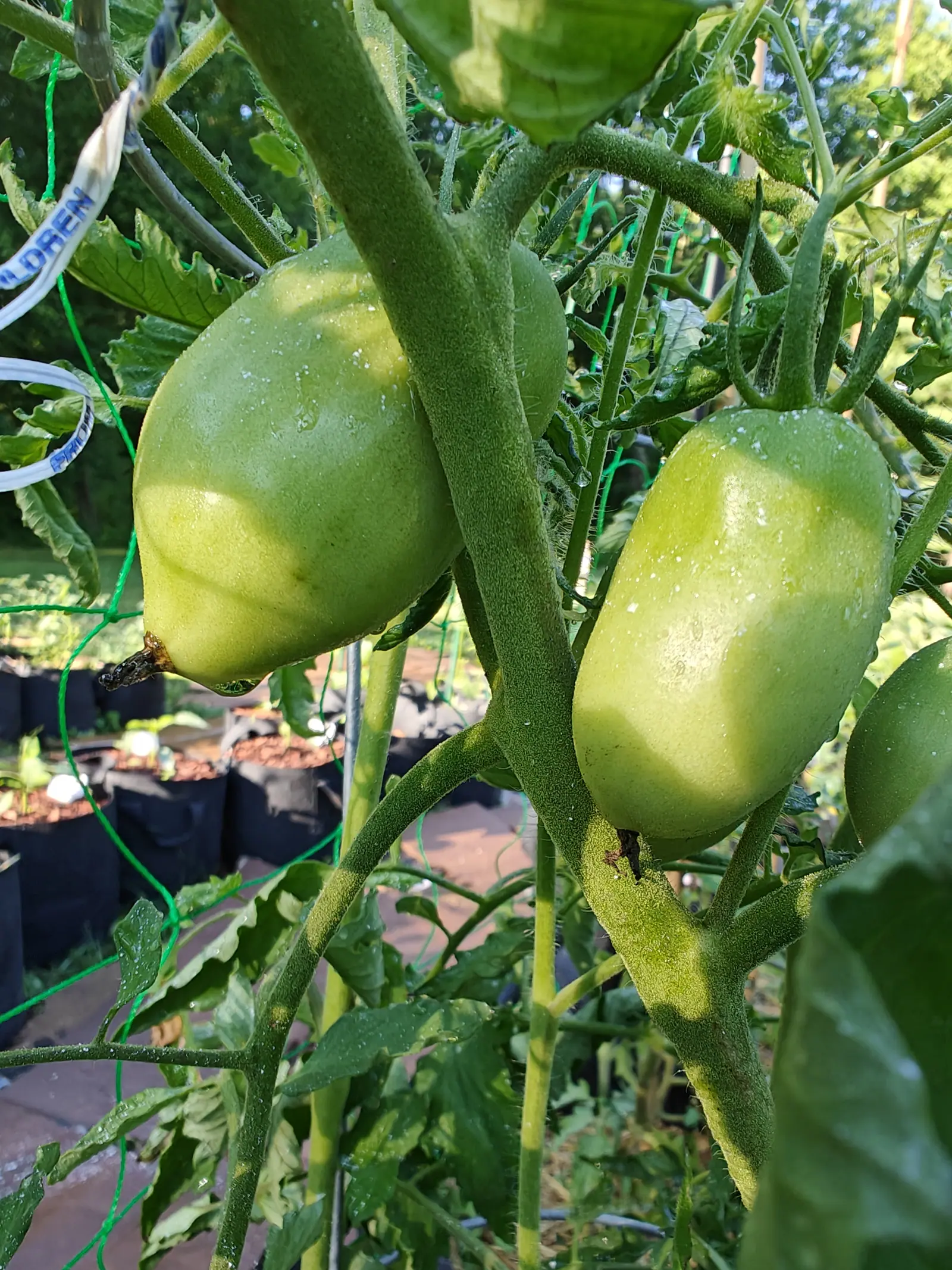 Two Ukrainian Purple tomatoes on 9 July, both still pale green paste-shapes creased faintly across the shoulder and warming to creamy yellow where the low sun reaches them, one with a small dark scar at the blossom tip, hung from a stem thick with bristles.