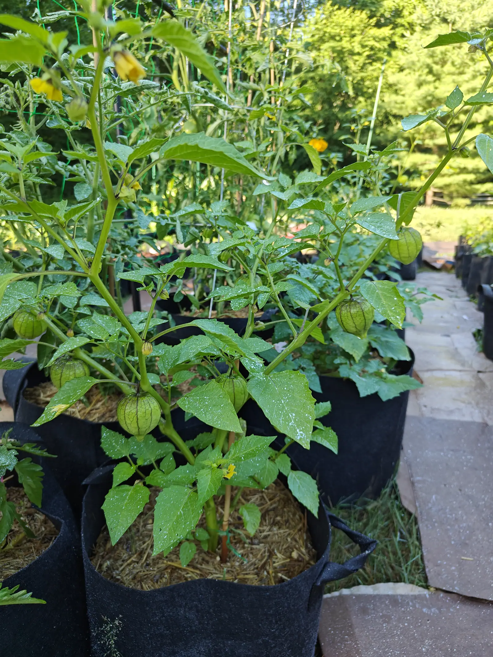 Purple Blush tomatillos on 9 July, eight papery lanterns hanging at once — the nearest already ribbed tight by the fruit swelling inside it, ten dark veins running down to a point — thinner empty husks above, and yellow maroon-throated flowers open past them.