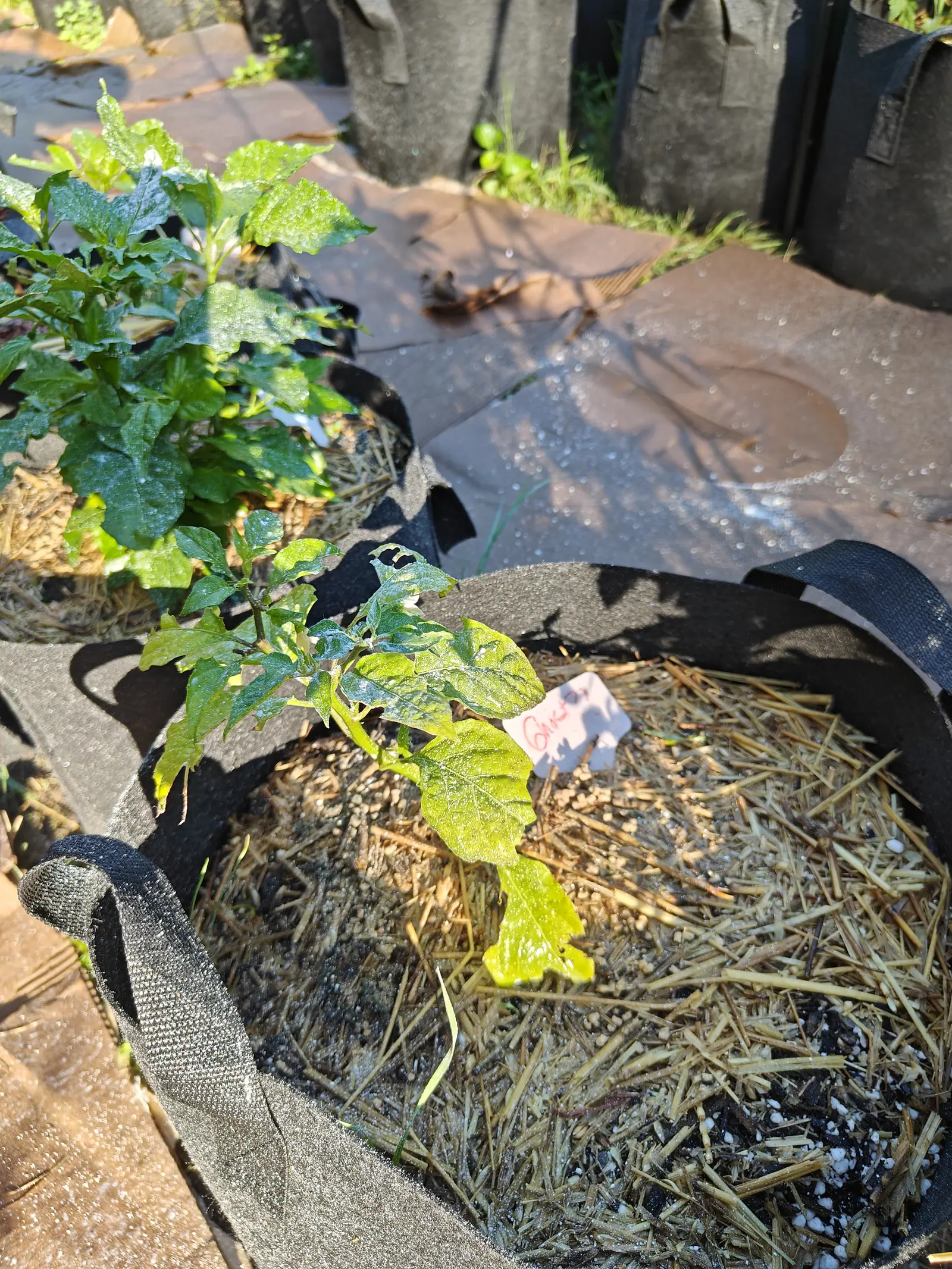 A Ghost pepper on 9 July, leaning right out over the rim on one thin stem — a row of holes punched clean through one leaf, the two lowest gone pale yellow-green and hanging to the mulch — one creamy flower pendant beneath, kaolin white across the blades.