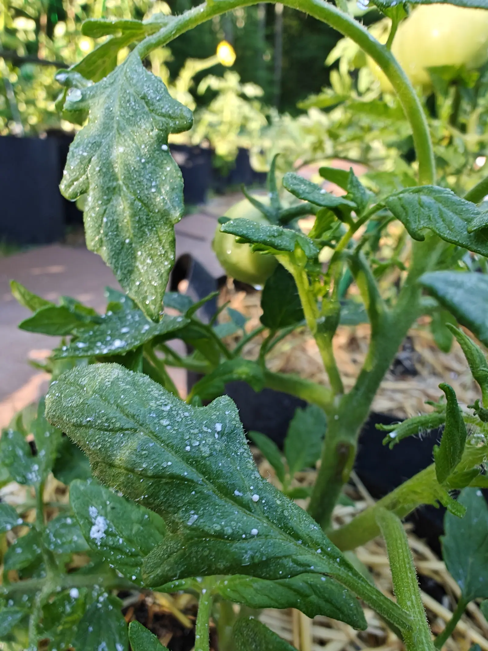 A New Yorker tomato on 9 July under a dusting of kaolin, its hairs standing out white along every leaf edge in the light — one small green fruit deep in the shade of the canopy and behind it a much larger one, creamy pale and only just beginning to turn.