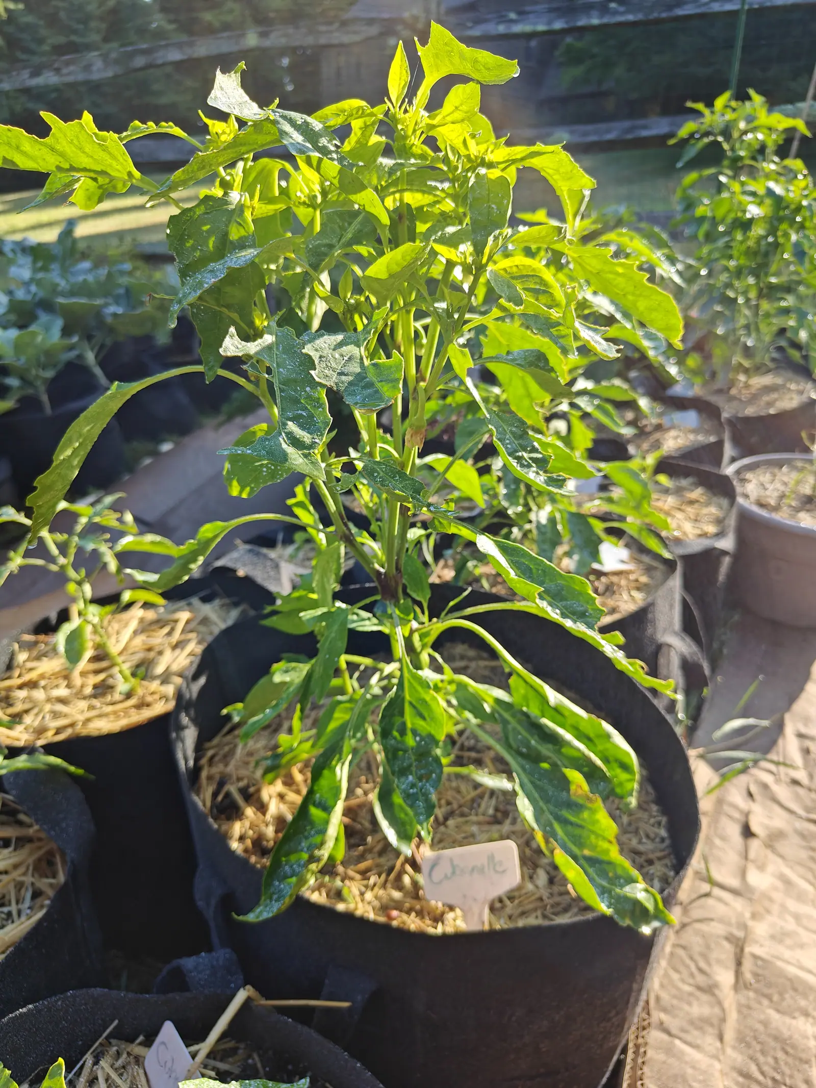 A Cubanelle pepper on 9 July shot with the sun coming through from behind so the upper leaves burn translucent yellow-green — chewed to bare windows in places where only the top skin is left — and at the crown two short curved stalks with nothing on the end.