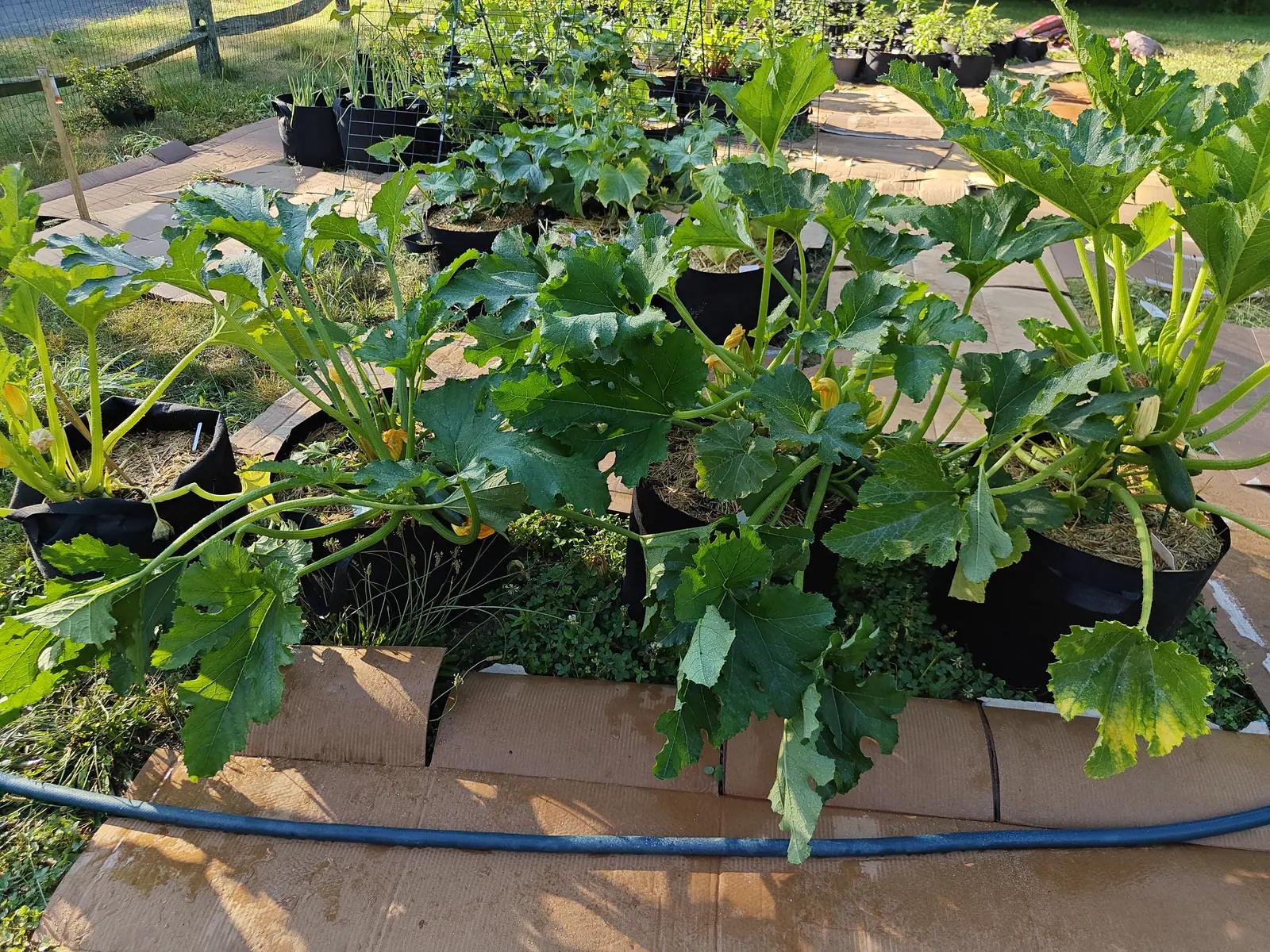 Zucchini on 9 July, six crowns of ridged prickly stalks holding out leaves mottled silver along every vein — fat pleated trumpets open above, and low at one base a dark speckled cylinder lying on the mulch beside a smaller fruit still wearing its dead flower.