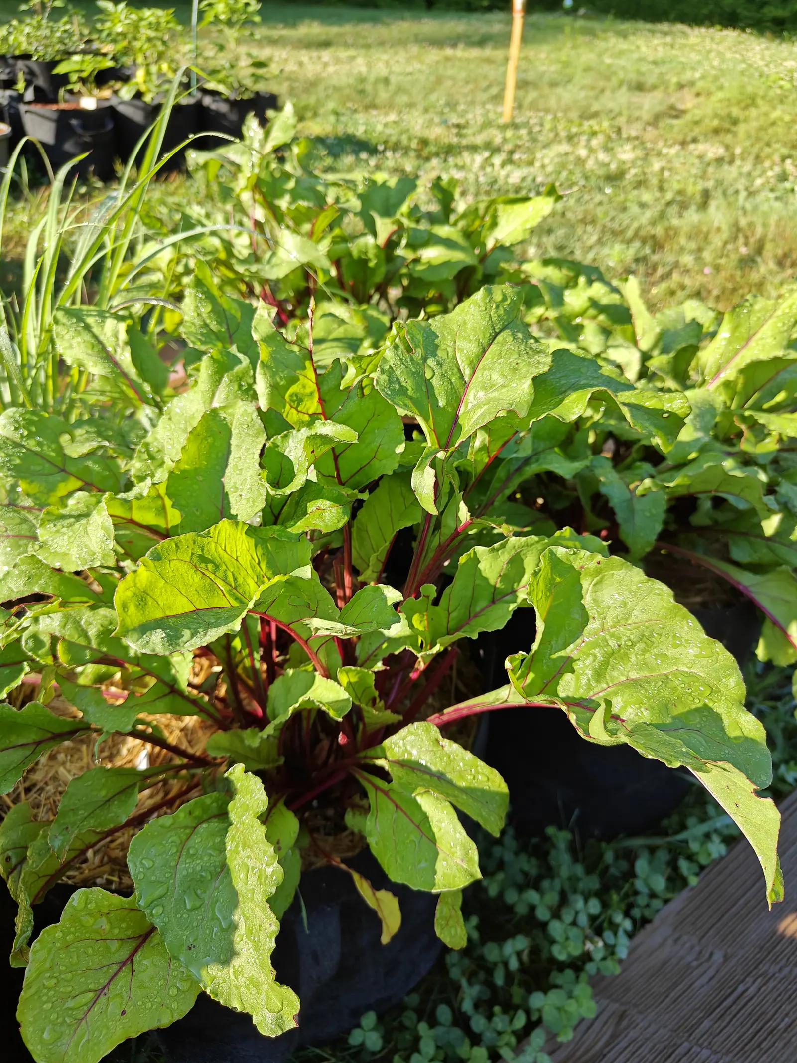 Beets on 9 July, every stalk slender and round and deep magenta from the buried crown up, the crimson branching out again through each side vein of the puckered blades — the outer leaves flopped over the rim, dew on all of it, mown grass bright behind.