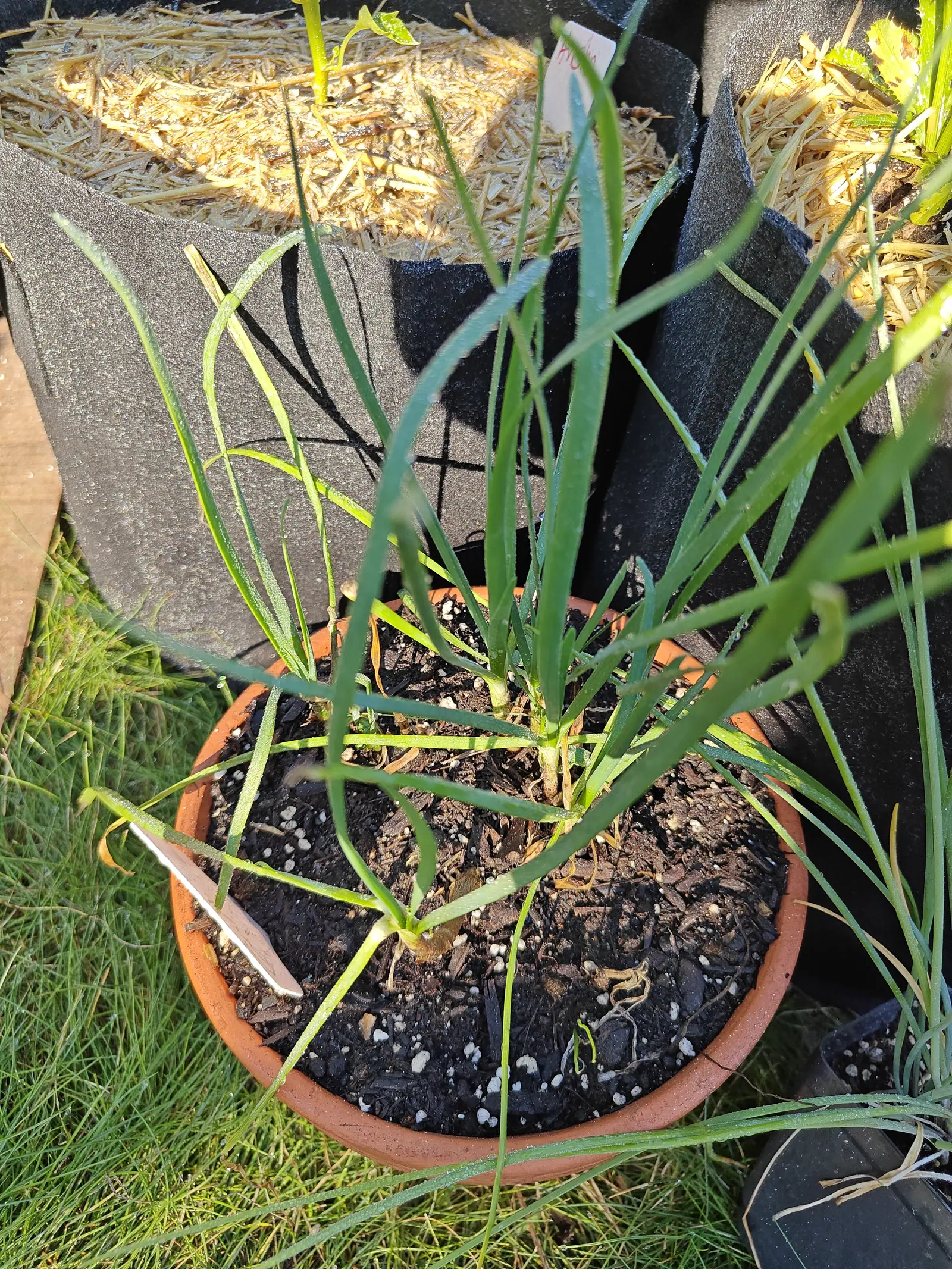 Garlic chives on 9 July, the leaves flat straps rather than tubes, each keeled shallowly down the middle and rising from a small pale base in a dry papery sheath — twenty of them arching out over a terracotta rim, several tips kinked over straw-yellow.