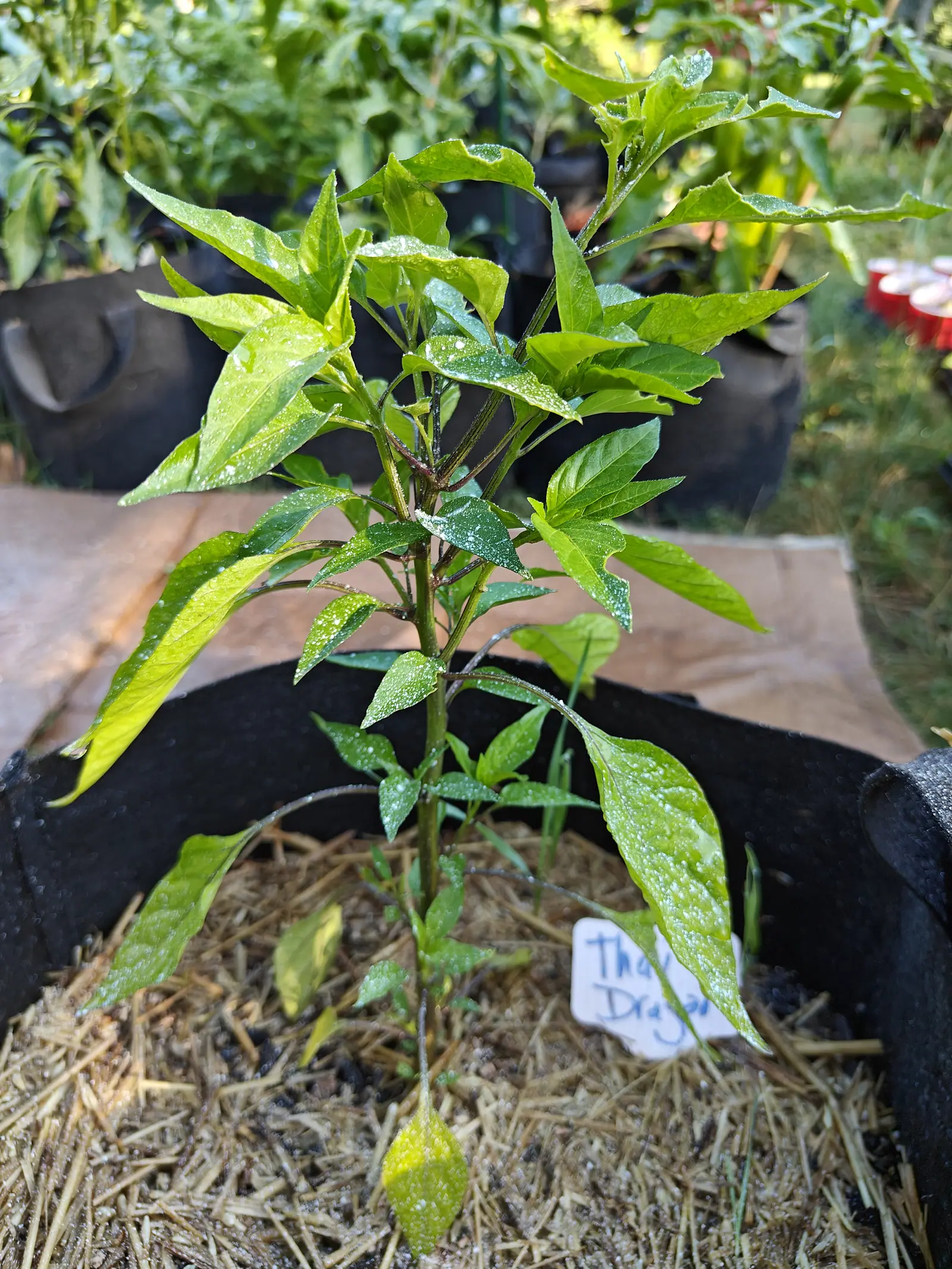 A Thai Dragon pepper on 9 July, one straight stem throwing side shoots in pairs at every node and flushed dark purple-brown at each junction, its narrow leaves speckled thick with kaolin — the lowest one hanging to the mulch, gone uniformly yellow.