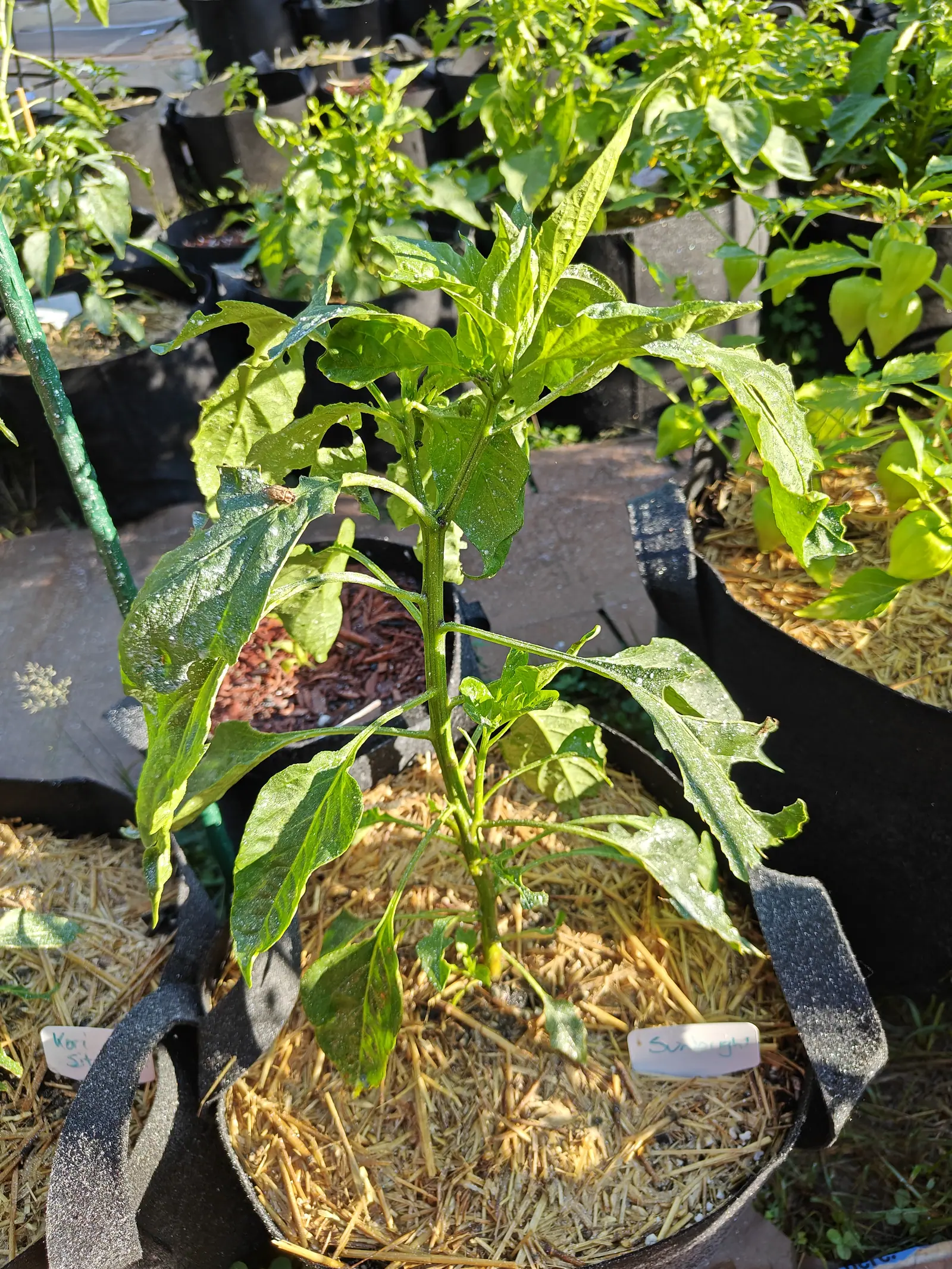 A Sunbright pepper on 9 July with the culprit still on it — a pale tan beetle-like insect, faintly banded down the back, sitting head-down on a leaf right beside a fresh hole, the other blades scalloped away to windows and dusted over with kaolin.