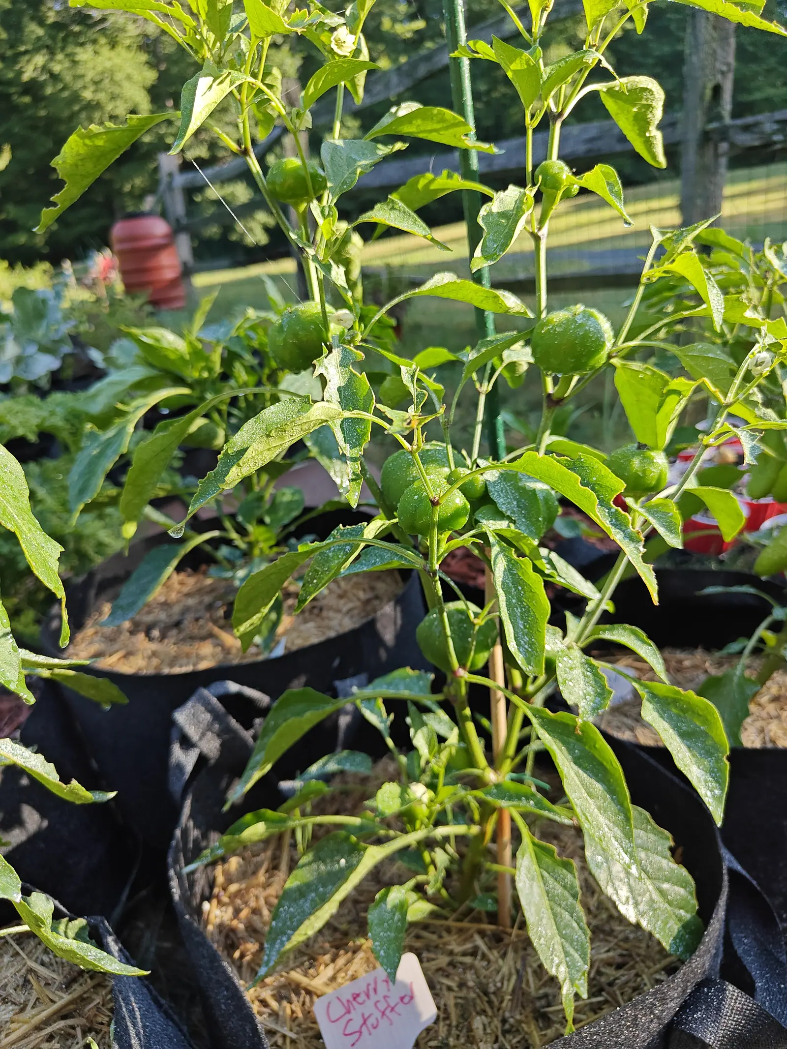Cherry Stuffer peppers on 9 July, ten of them in twos and threes at the branch forks — each a flattened green globe on a stout stalk with the calyx lobes splayed right back beneath it — one still wearing its withered flower while more open among them.