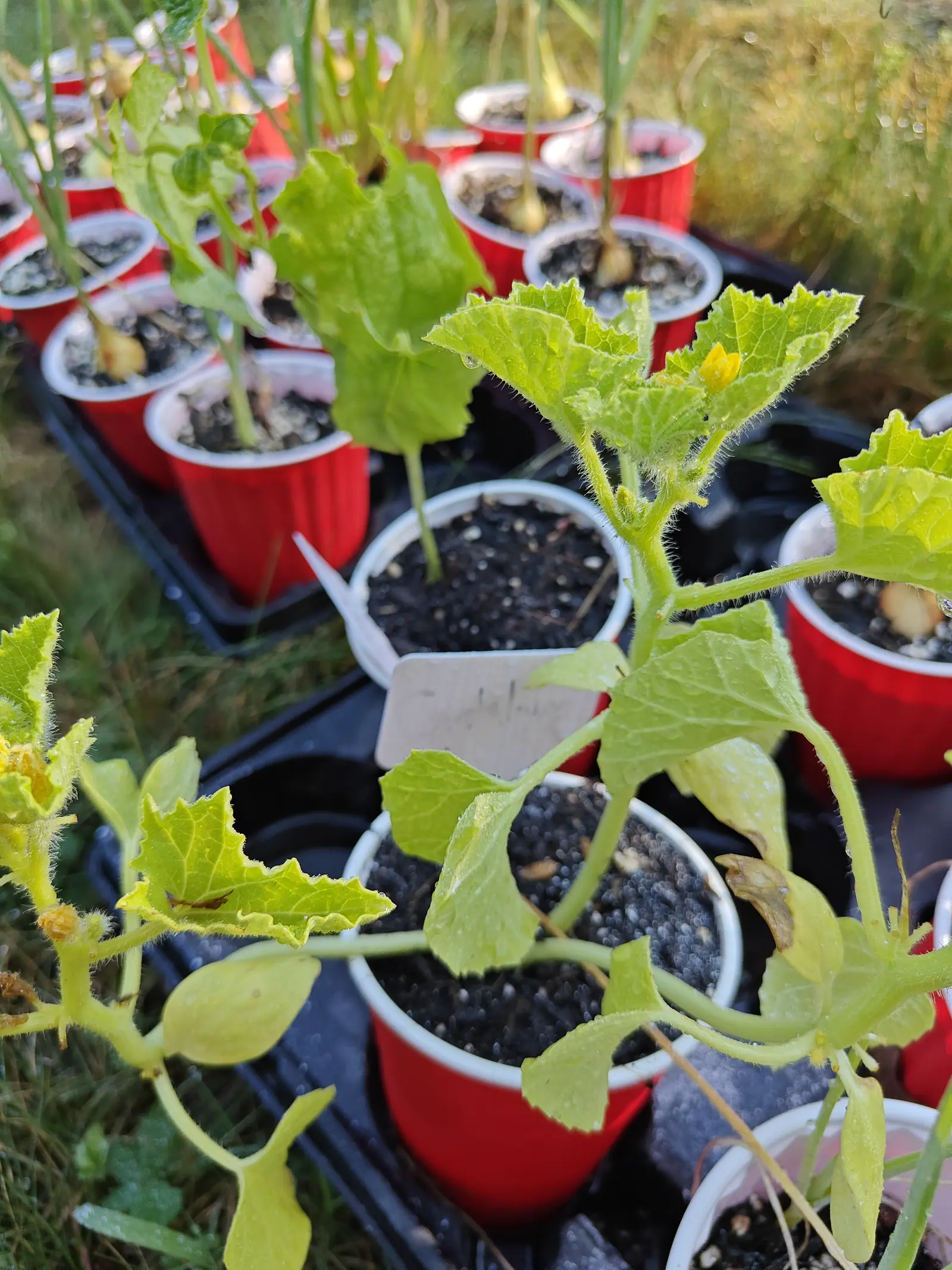 Seedlings on 9 July sprawling out of red plastic party cups on soft stems bristly with white hairs, their leaves shallow-lobed and fringed with hair along every edge — one yellow flower half open with no swelling behind it, and the tendrils only starting.