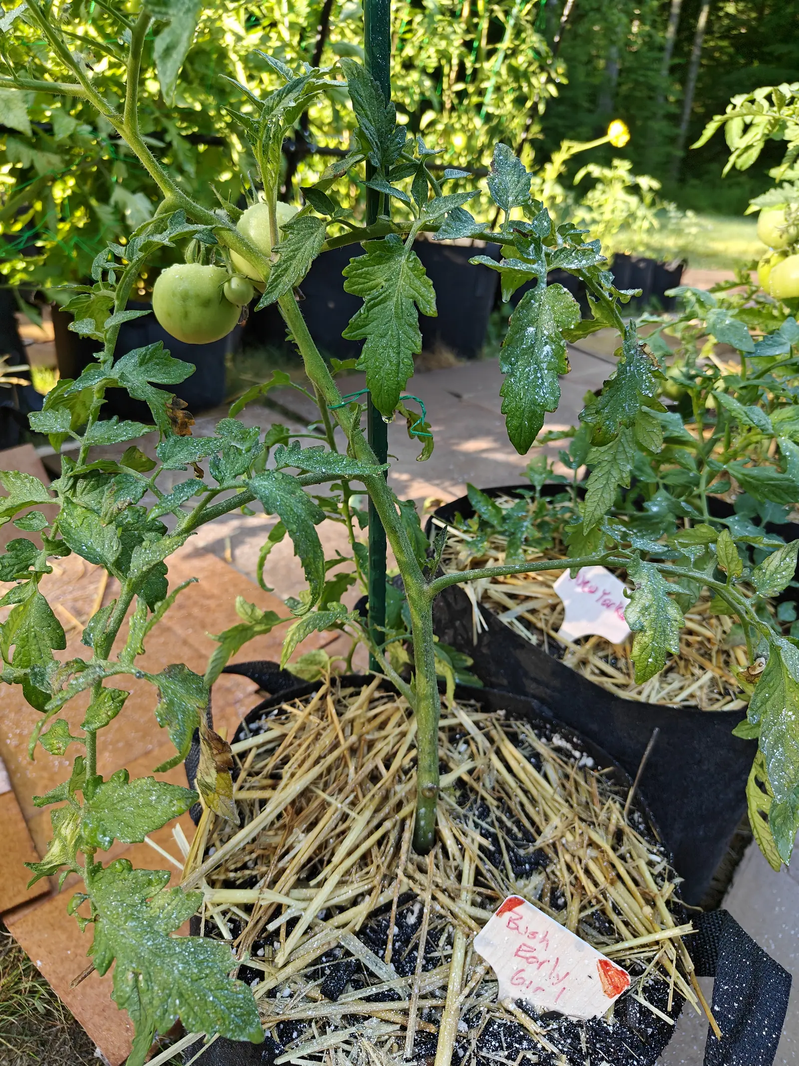 A Bush Early Girl tomato on 9 July carrying one truss of four fruit in descending order down its stem, the biggest pale green and faintly mottled darker over the shoulder — the whole plant shaggy with white hairs and dusted over with kaolin.
