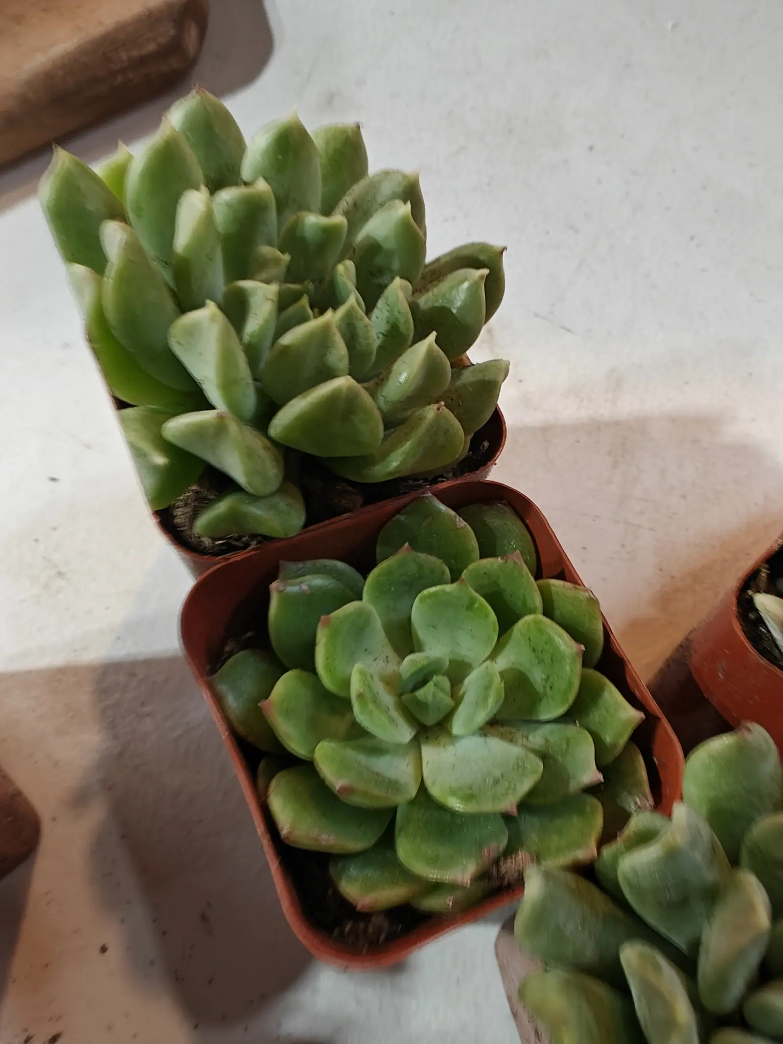 Four succulent rosettes on 9 July, each leaf a fleshy blue-green spoon ending in one small abrupt red-brown point and stacked in a tight spiral round a central bud — except the one at upper left, drawn out up a bare stem with its leaves come apart.