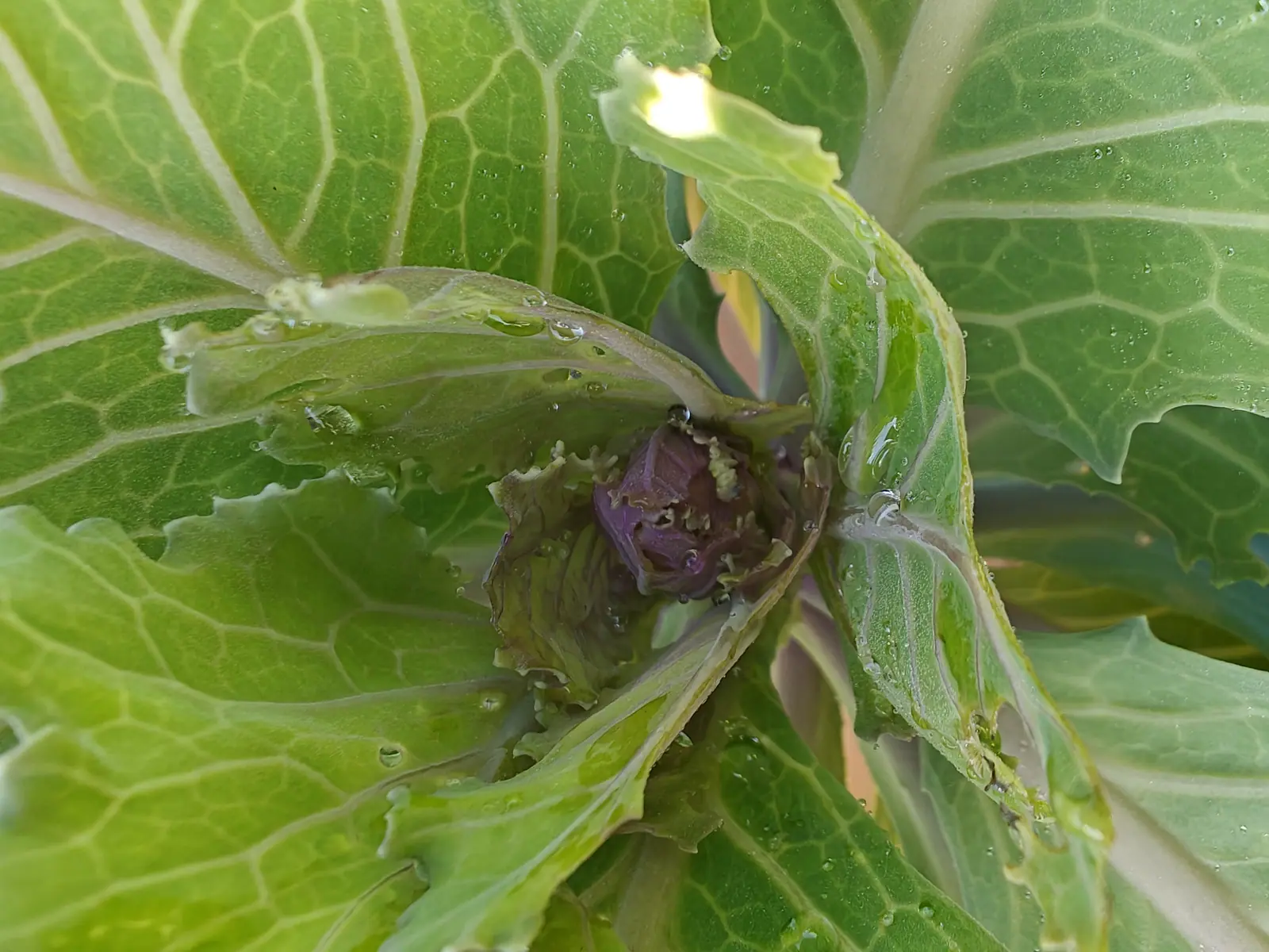 A cabbage beginning to heart on 9 July, the knot at its center wrapped tight and deep magenta-purple with pale cream frills along the innermost edges — the great outer leaves crimped and lit through to a net of cream veins, dew standing all over them.
