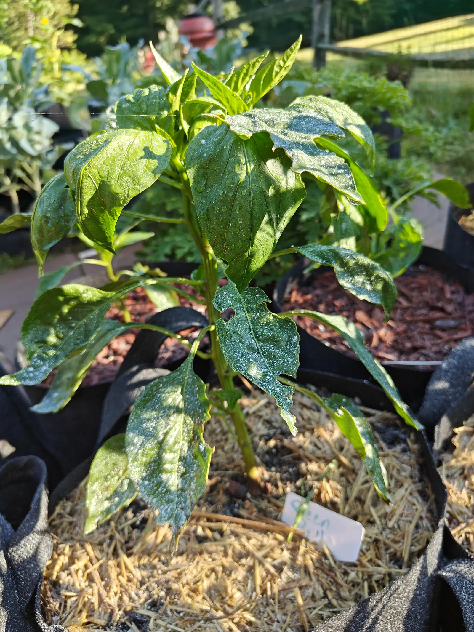 An Emerald Green pepper on 9 July, one lower leaf bitten wide out of both margins with a hole punched clean beside the midrib and kaolin spattered thick across the blade — the crown leaves lit translucent where the sun comes through, spider silk overhead.