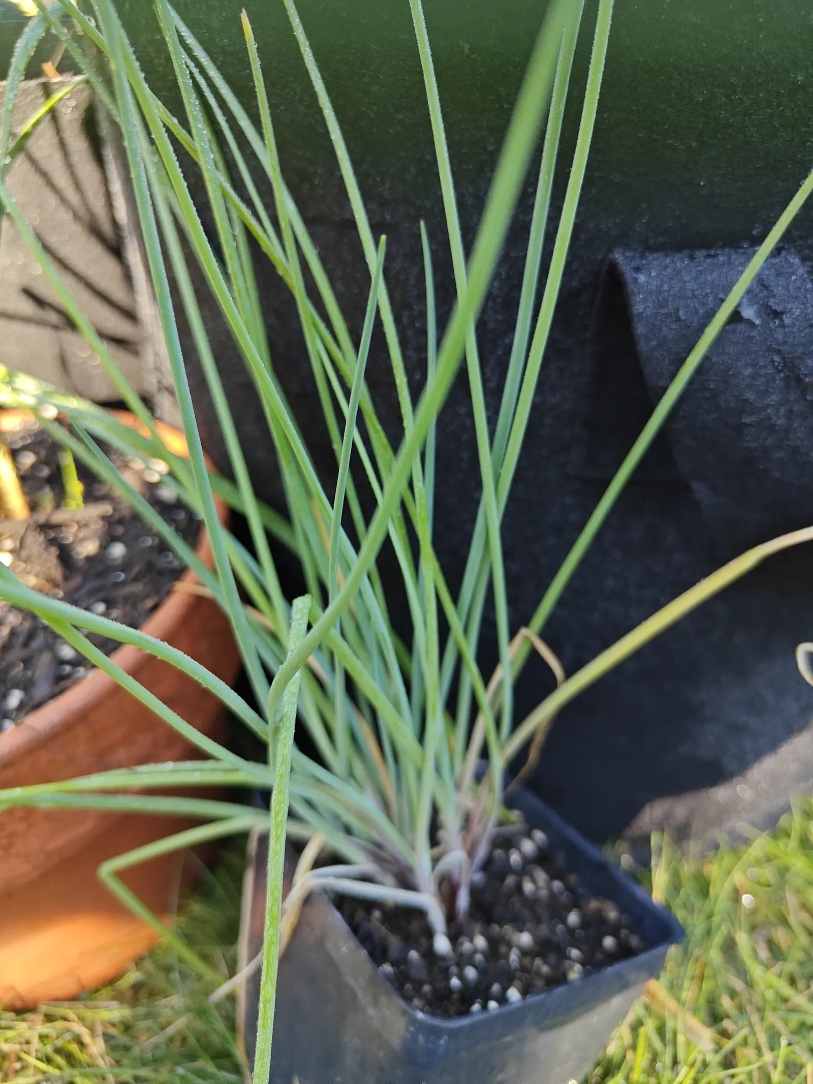Chives on 9 July, thirty hollow tubes rising straight from one tight crown, each round enough to carry a single highlight down its whole length and tapering to a fine point — several older ones dried pale straw and kinked over, the bases flushed purple.