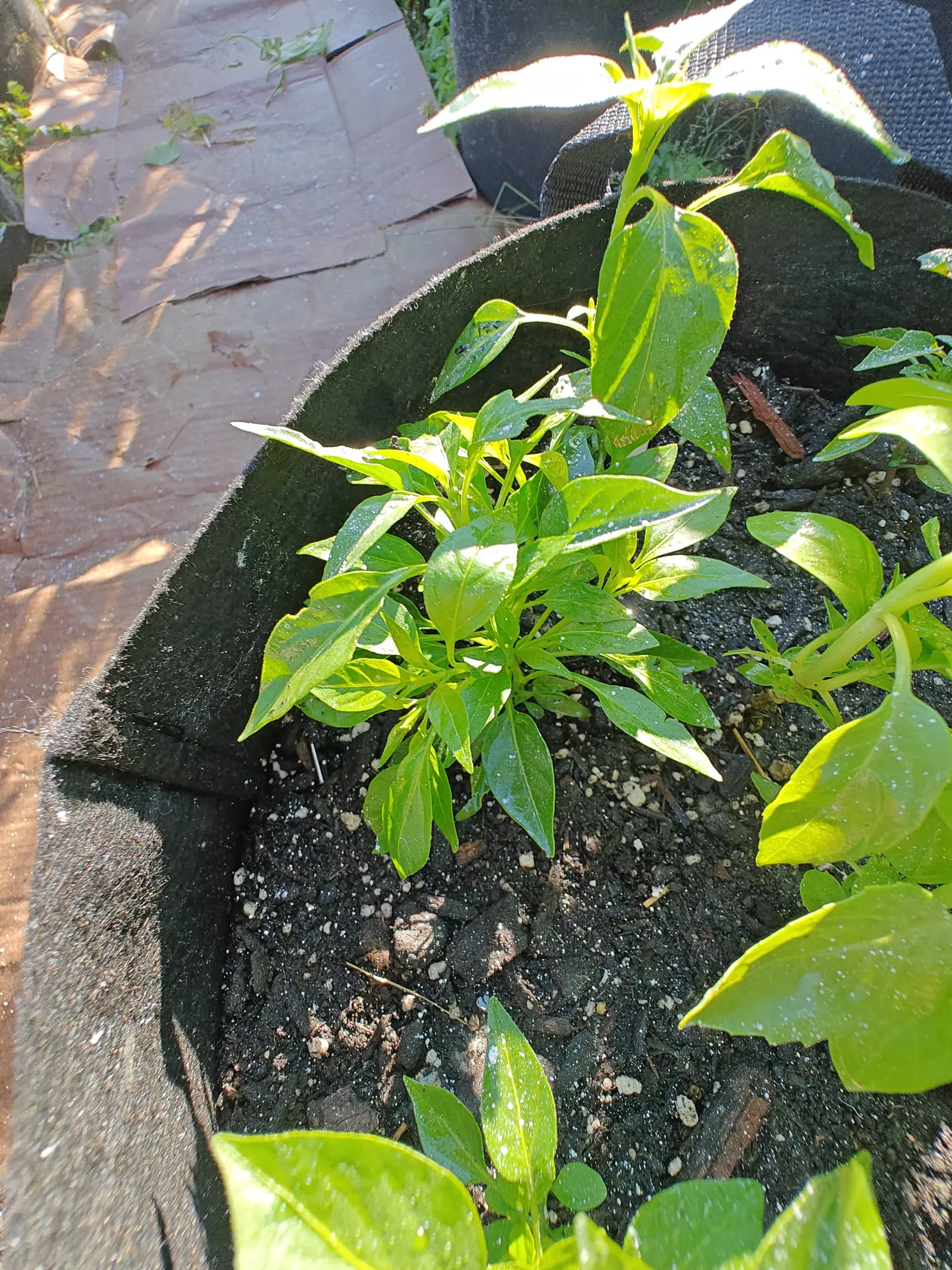 Candlelight peppers on 9 July, three crowded into one bag over bare mix, their leaves lit through to a translucent yellow-green where the low sun reaches and flecked with kaolin — the wet paving beside them printed all over with the shadows they throw.