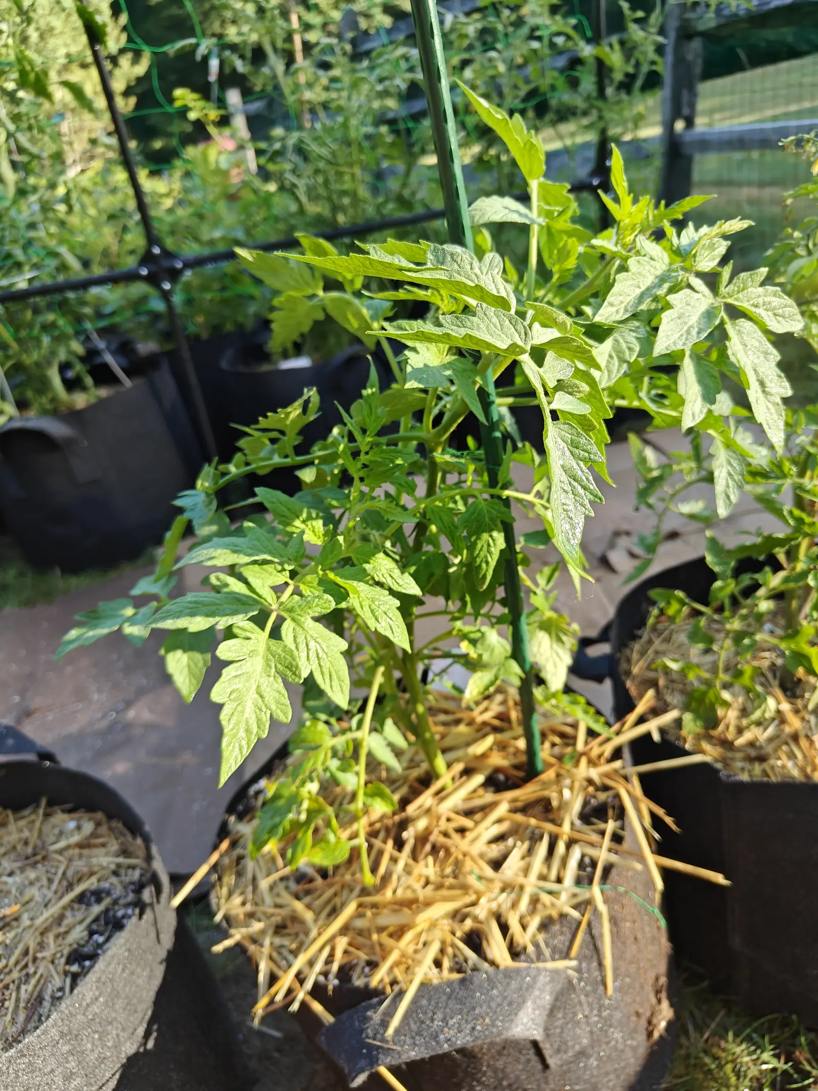 A Floradade tomato on 9 July, fresh yellow-green and thin enough at its tips to be lit right through, kaolin speckled across the leaflets and one shoot chewed away to nothing but its veins, the whole plant bone dry in hard low sun.
