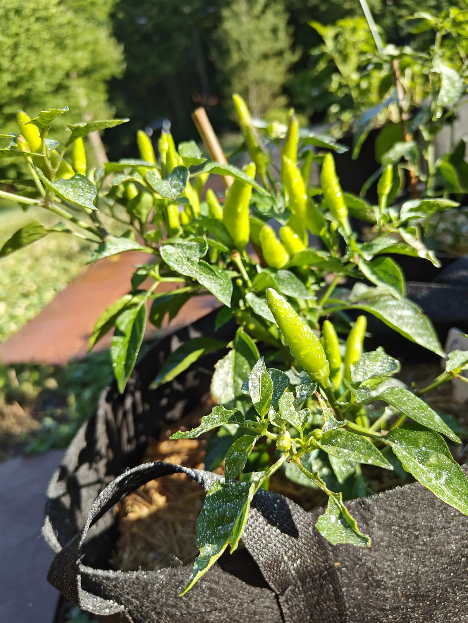 Chili Red peppers on 9 July, twenty-odd cones standing straight up above the foliage rather than hanging beneath it, every one still pale yellow-green with not a trace of red — the nearest creased shallowly down one side and beaded over with dew.