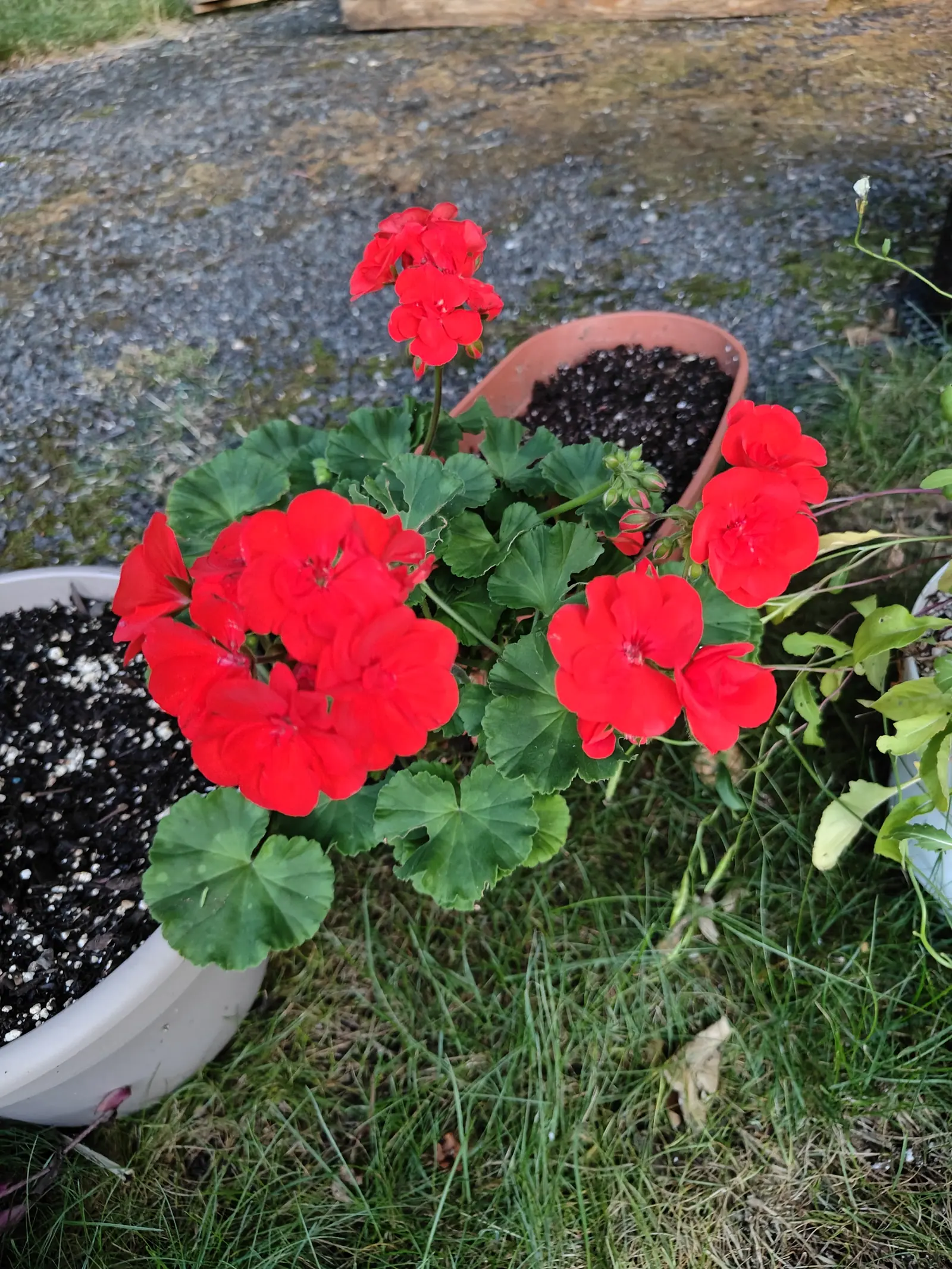 A zonal geranium on 9 July, four heads open as tight domes of hot scarlet each with a tiny paler eye, one standing well clear of the leaves and a fifth still a knot of red-tipped buds — the foliage soft and velvety, the dark horseshoe zone nowhere in it.