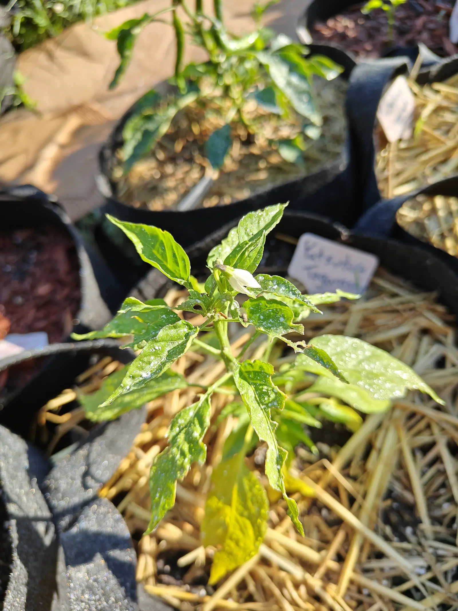 A Yatsufusa pepper coming into first flower on 9 July, the calyx flushed purple-brown at its base and the creamy bell beneath it not yet fully spread, a bud waiting alongside — one lower leaf gone uniformly yellow, kaolin light across the rest.