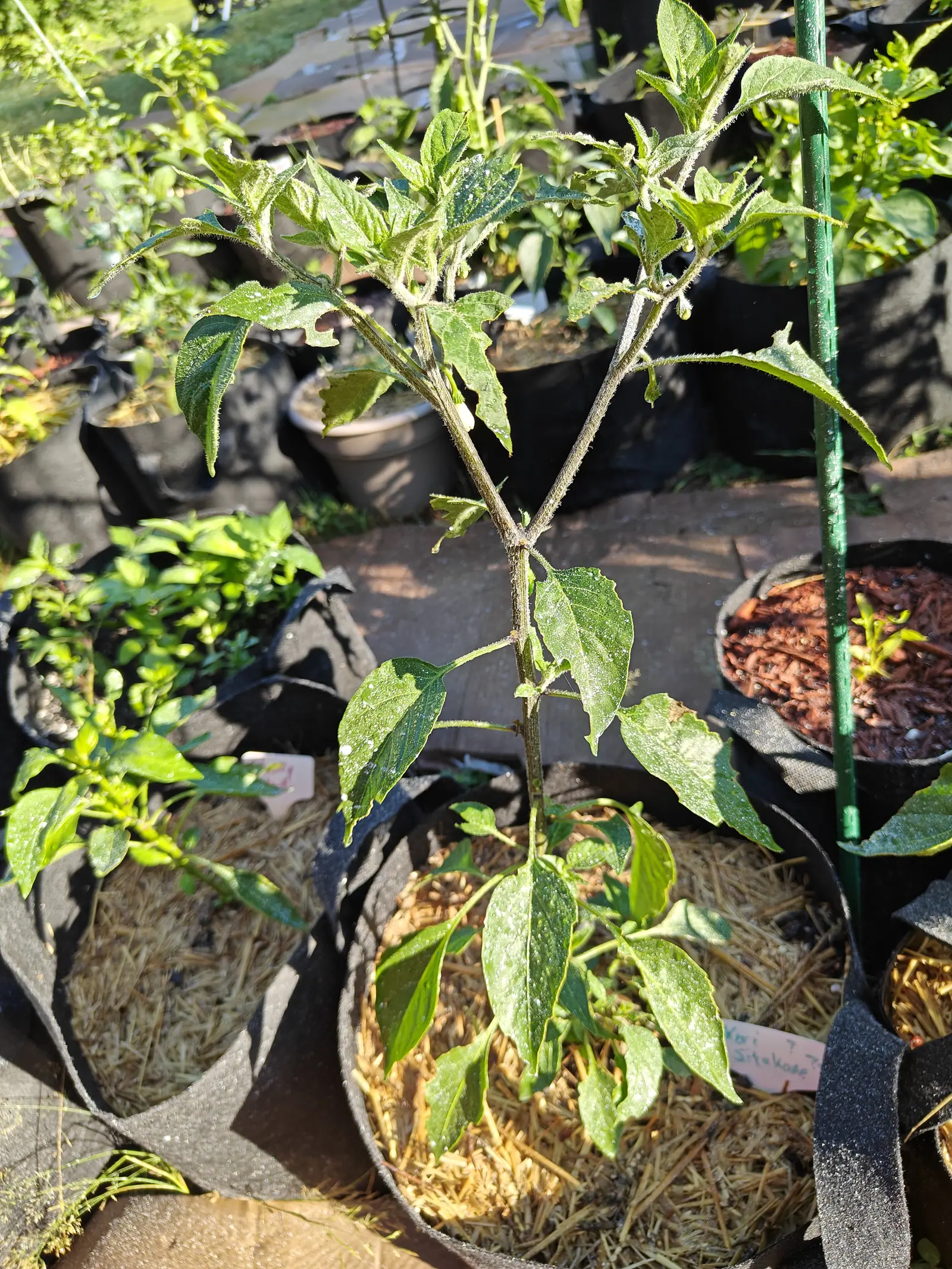 On 9 July one leggy plant forked low into a Y, unlike anything beside it — stem, branches and leaf margins alike under a dense coat of long white hairs that stand out silver in the low sun — its buds still shut tight on hairy stalks, the leaves notched ragged.