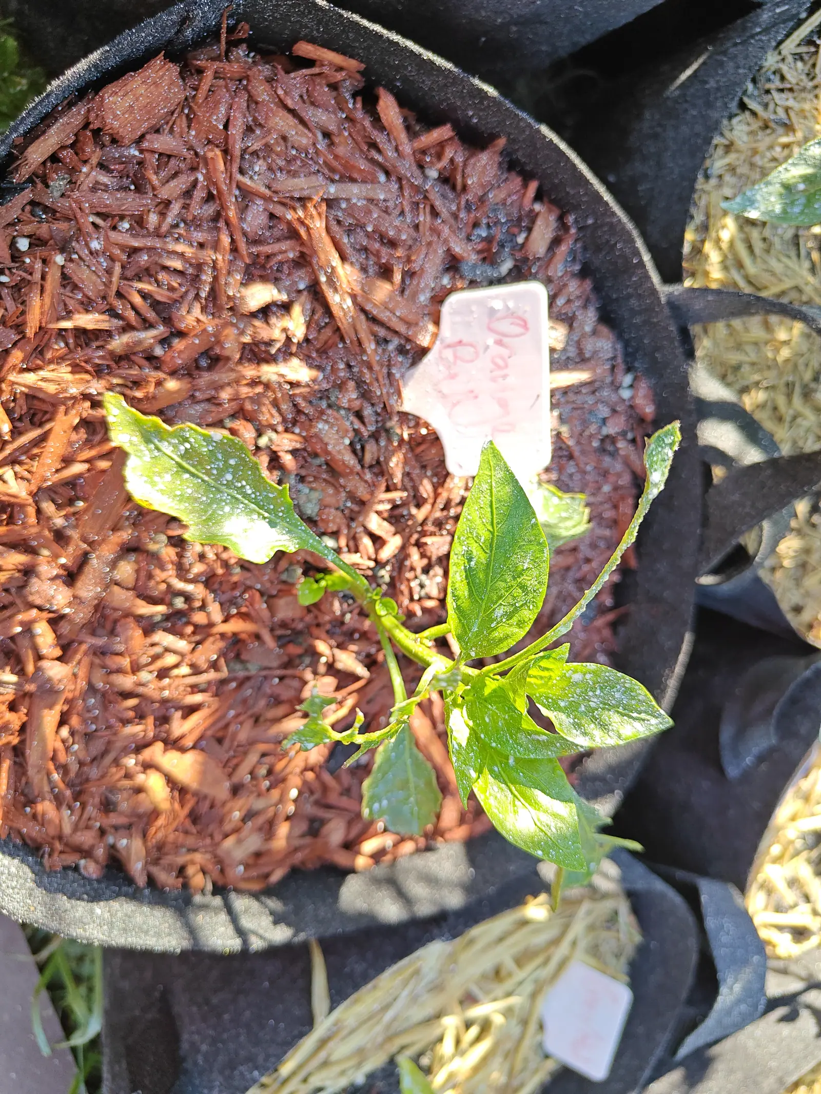 An Orange Sun pepper on 9 July, eight leaves on a thread of a stem and set so far off to one side of its bag that it barely registers in it — one blade much larger and paler than the rest, kaolin scattered over them, dew on every surface around it.