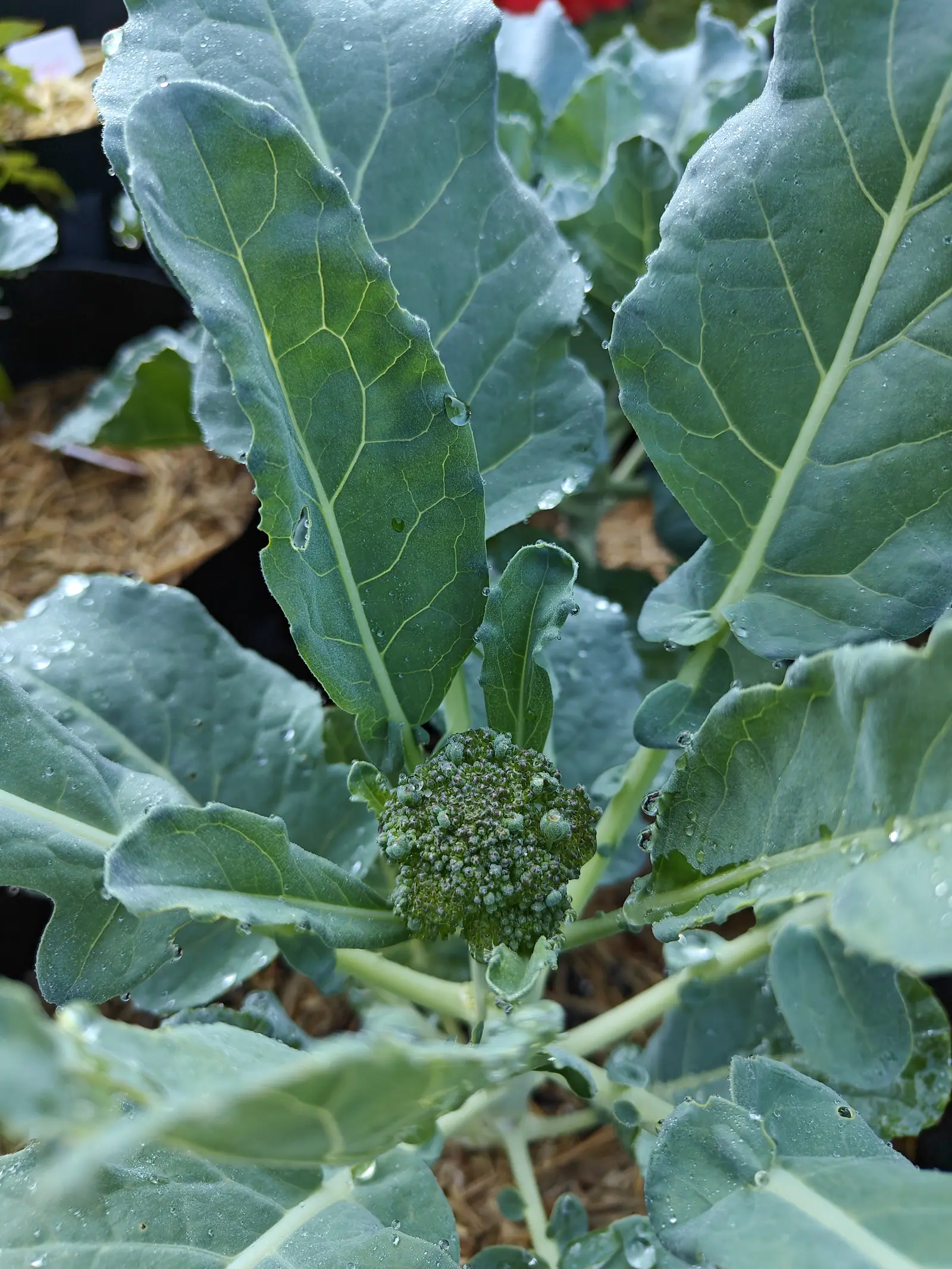 Green Magic broccoli at cutting stage on 9 July, the dome knobbled into sub-clusters of buds each tipped purple-brown and two or three pale bracts pushed up between them, nothing opened to yellow — the waxy leaves holding dew in big round drops.