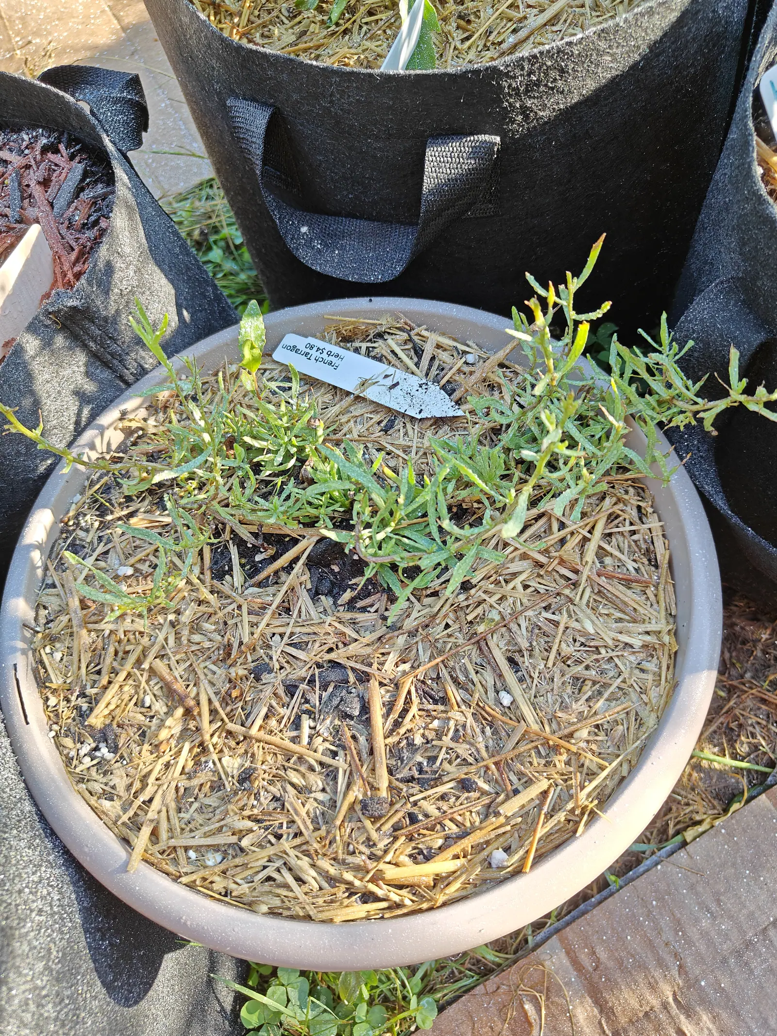 On 9 July thin wiry stems, several of them reddish-brown, run out flat across a shallow clay bowl and up over its rim, narrow leaves crowded along them and many notched or forked at the tip — a shoot or two died back to bare stem, hard low sun across it.