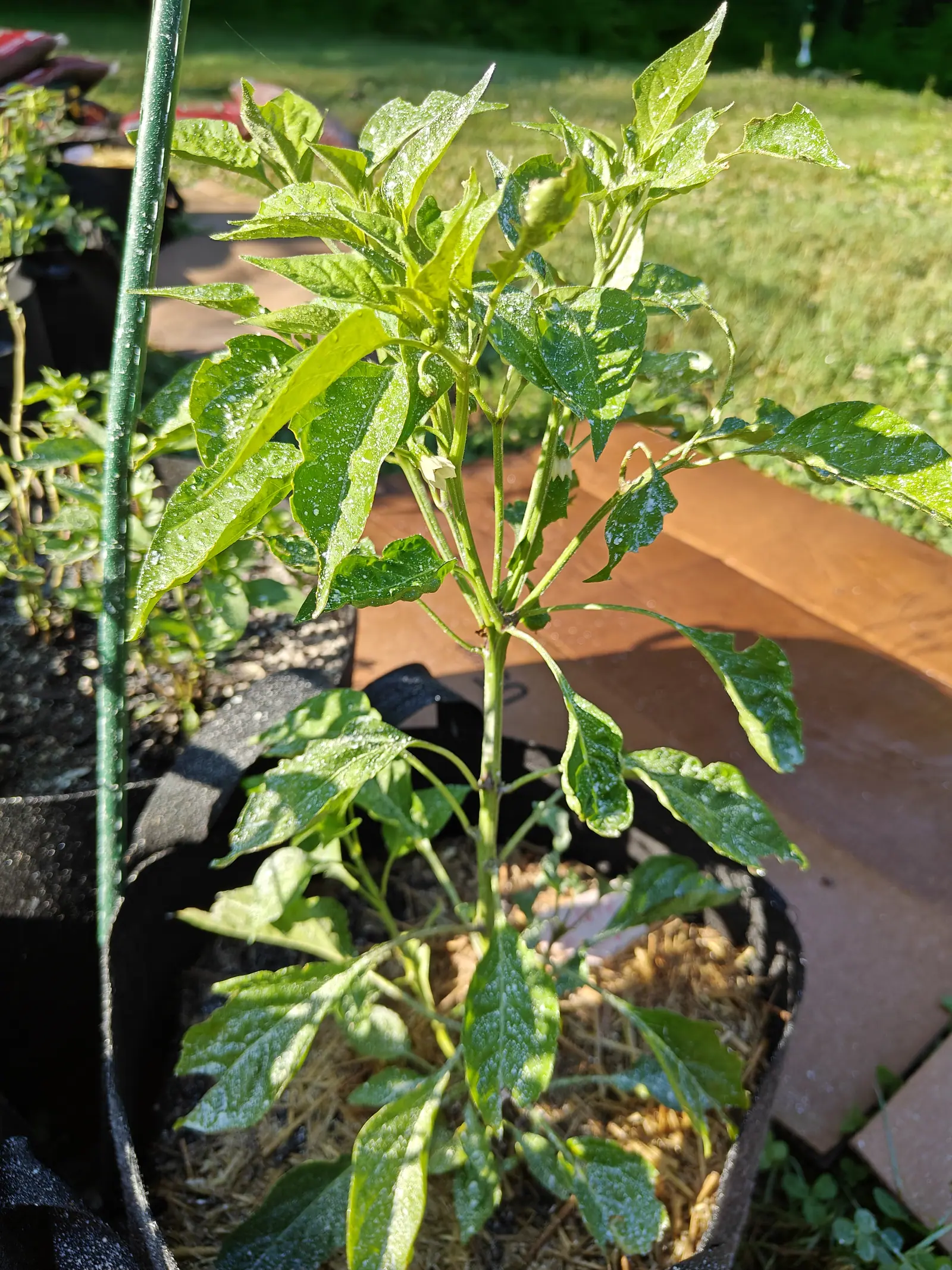 A Santa Fe Grande pepper on 9 July shot into the low sun so the upper leaves glow through and the base sits in shade — one creamy flower hanging pendant at mid height with its petals barely parted, and sunlit mown grass sweeping away behind it.