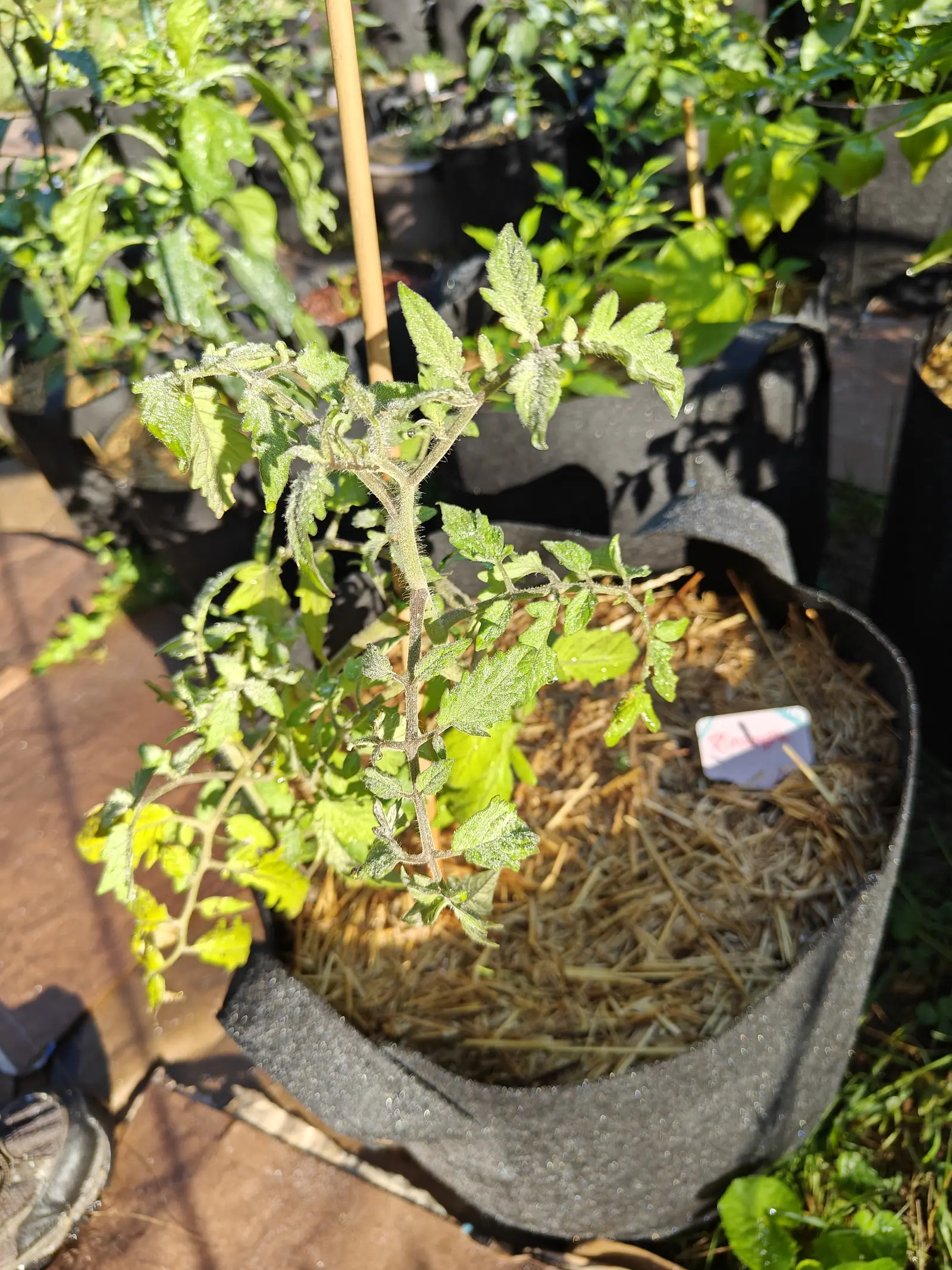 A Pineapple tomato on 9 July, its nodes tinged purple and every stem and leaf stiff with white hairs holding water, several of the lowest leaves gone bright yellow — the toe of a rubber boot entering at the corner, long shadows in low warm side light.