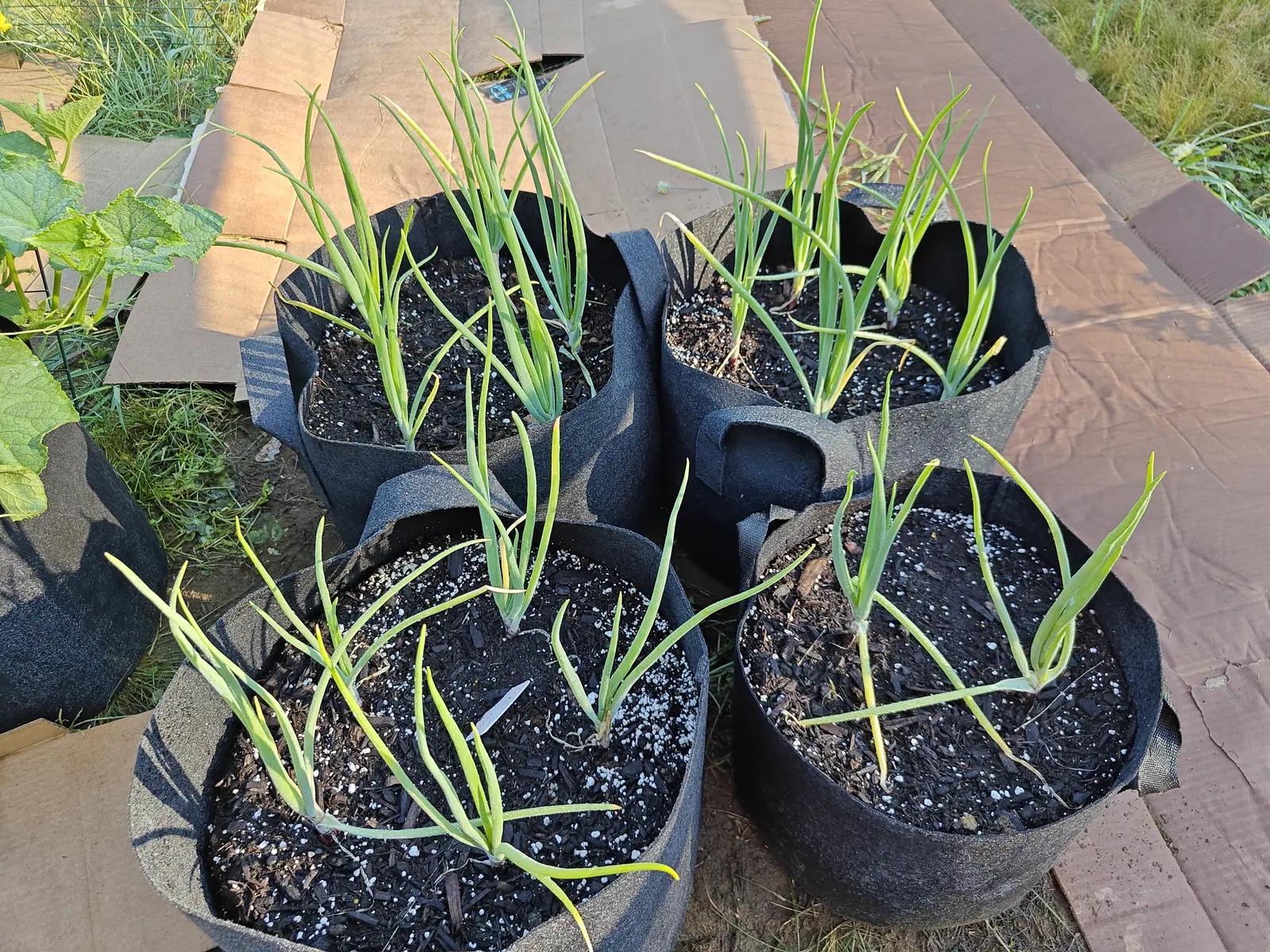 Red onions on 9 July, each fan sprawling sideways from a single point with several leaves creased where the hollow tube has collapsed in on itself — and a faint red-purple blush at the base, right where the swollen white neck meets the mix, in raking sun.