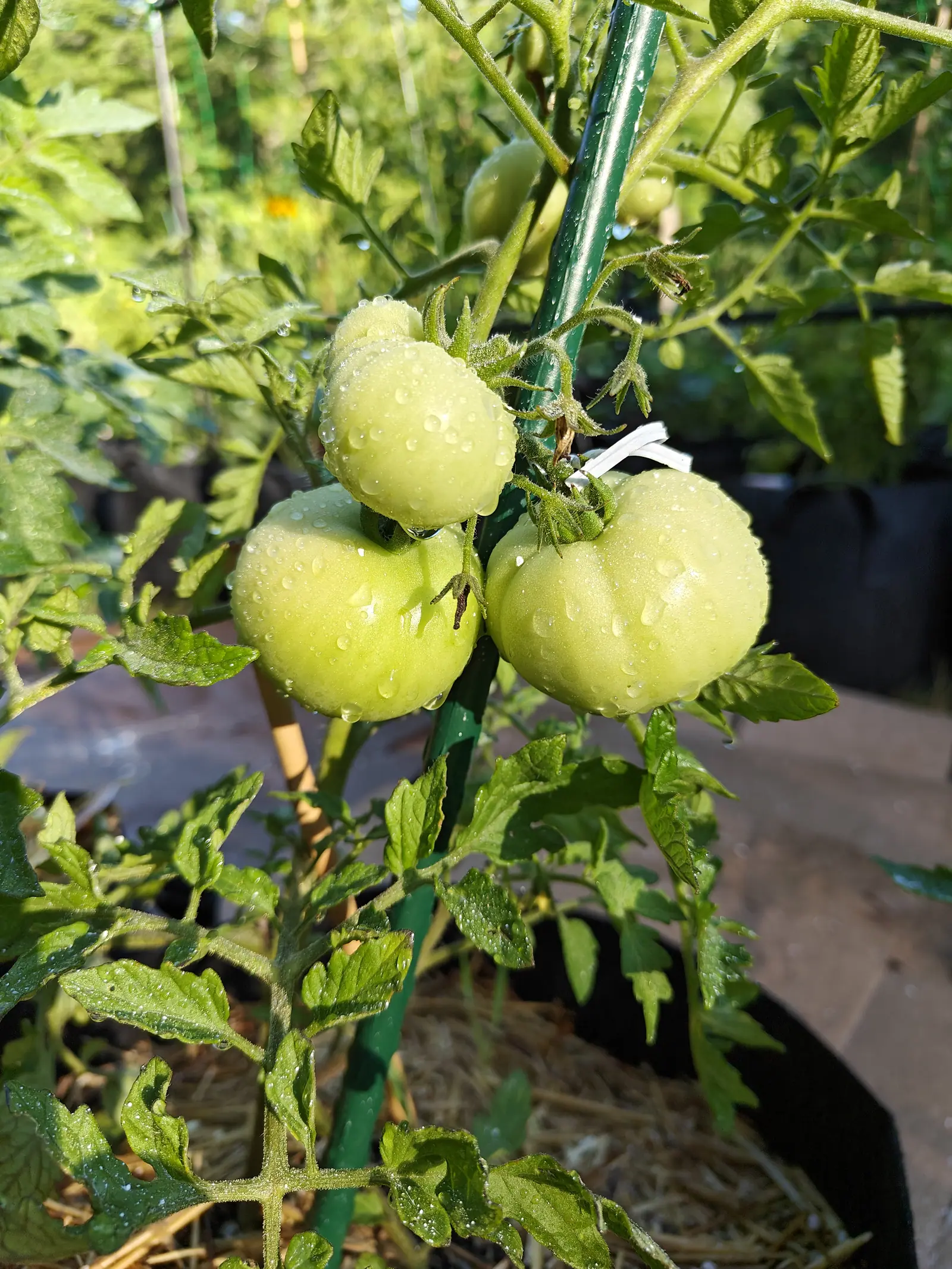 Oregon Spring tomatoes on 9 July, four on one branching truss and not one of them turned yet — two ribbed across the shoulders, a third pear-shouldered above them — every skin waxy and beaded, one drop hanging clear off the bottom of the nearest.